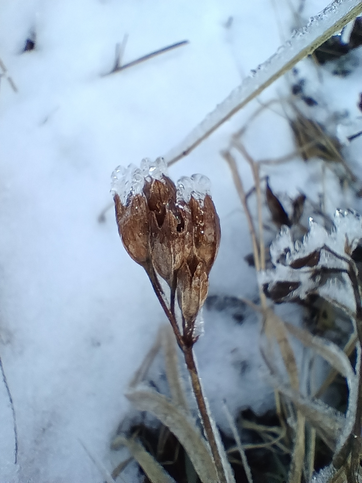 Foto von Echte Schlüsselblume
