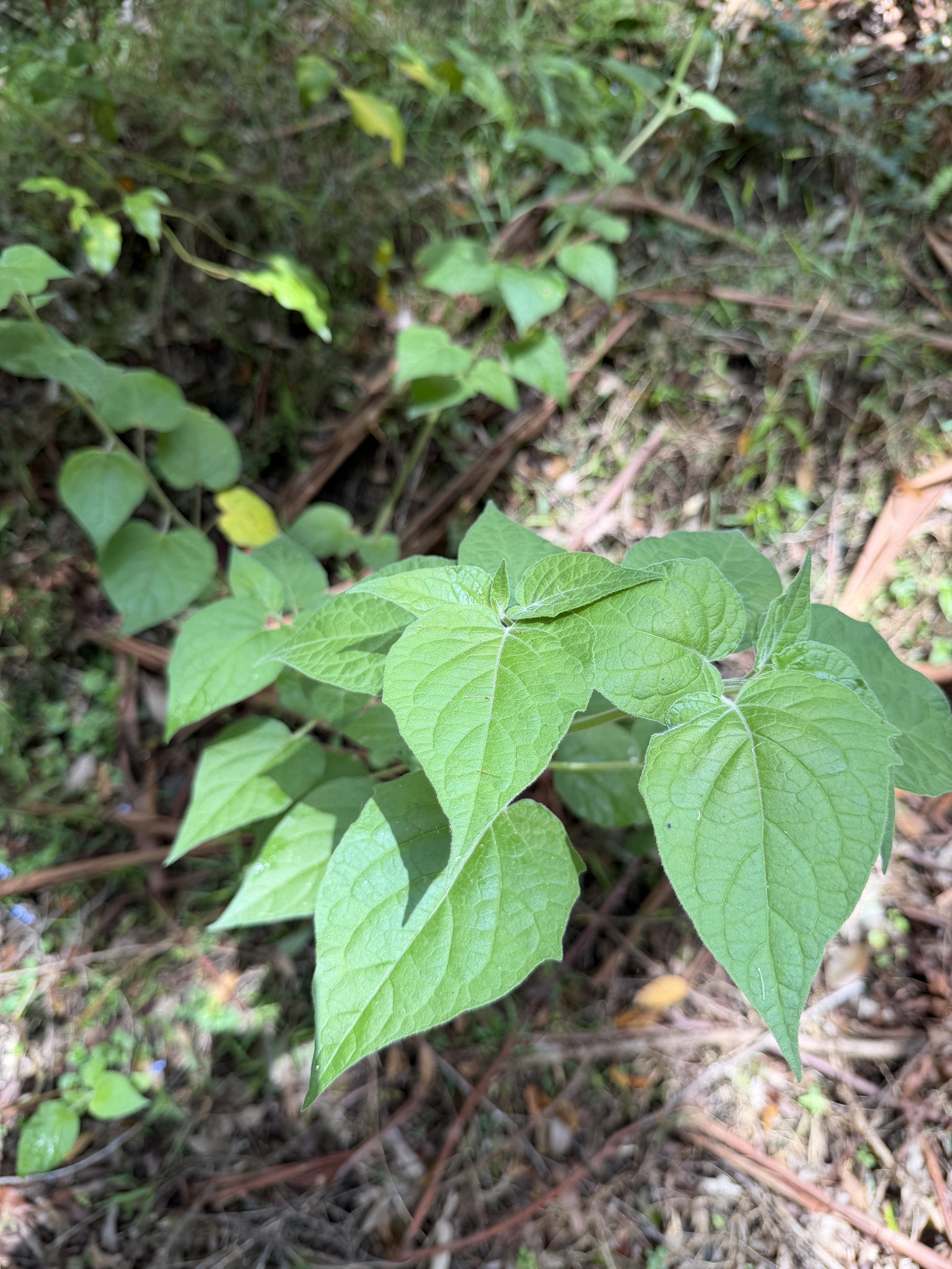 Photograph of Cape Gooseberry
