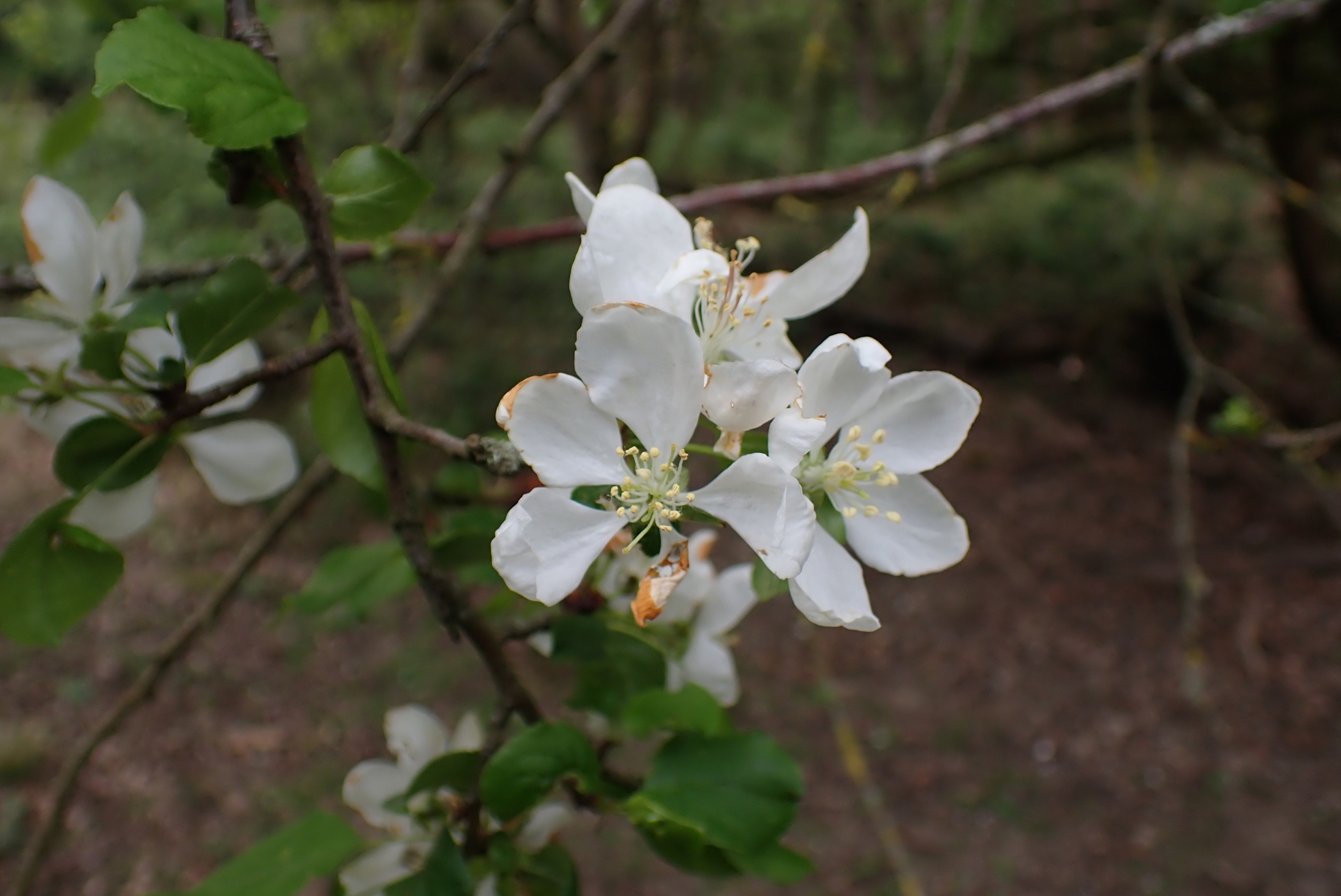 Photograph of Crabapple