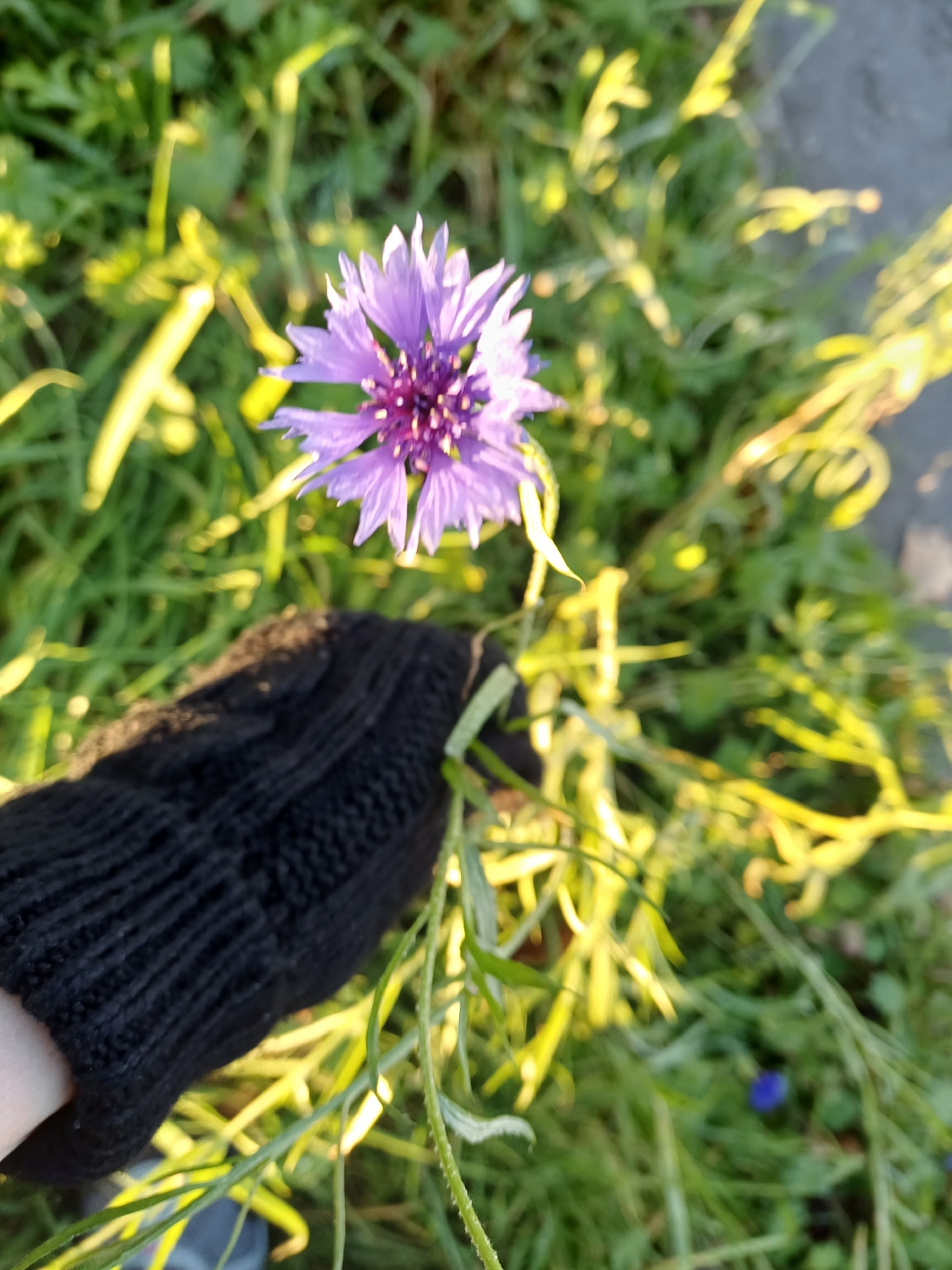 Photograph of Cornflower