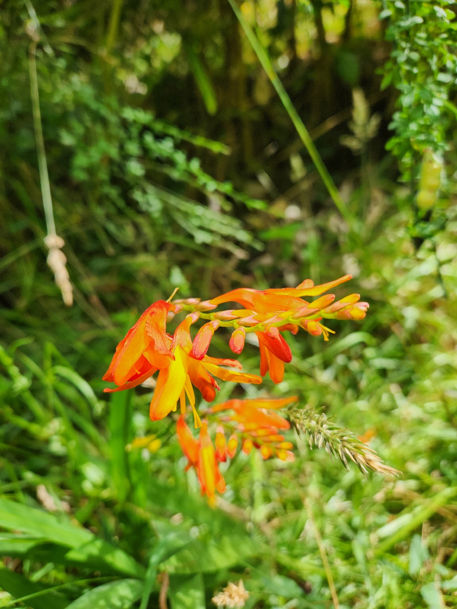 Photograph of Crocosmia