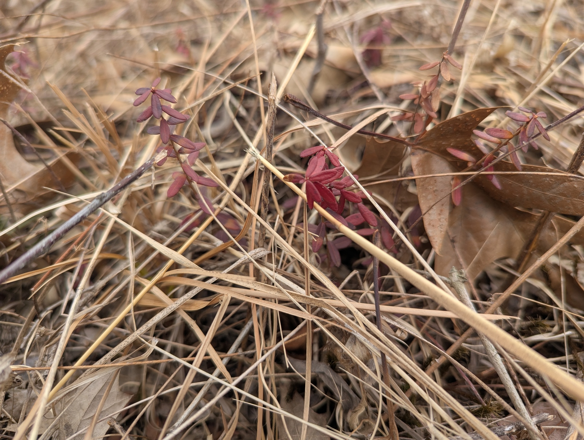 Photograph of Cranberry