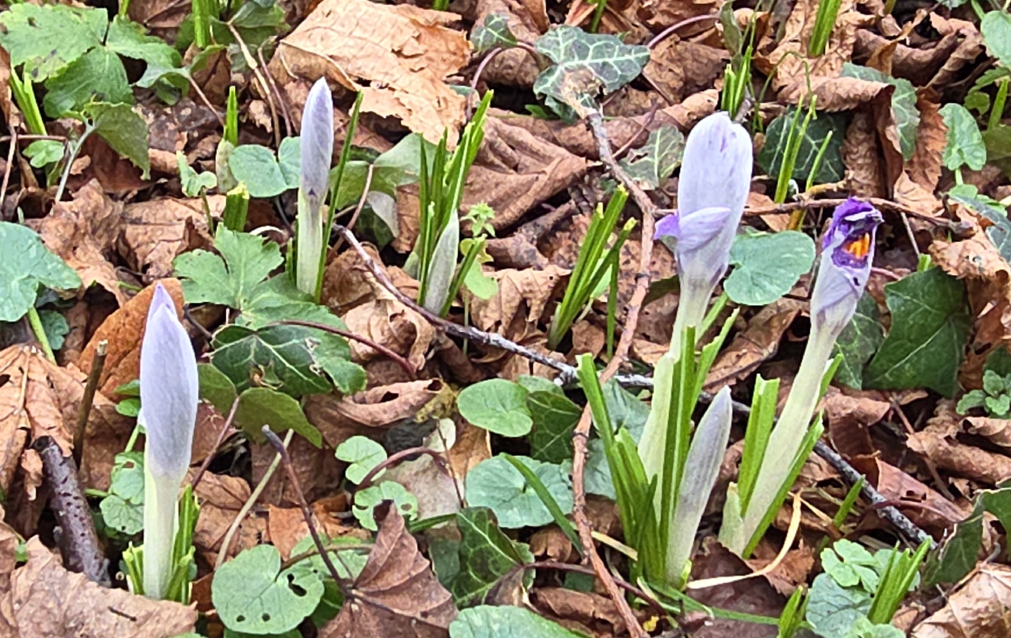 Photograph of Crocus