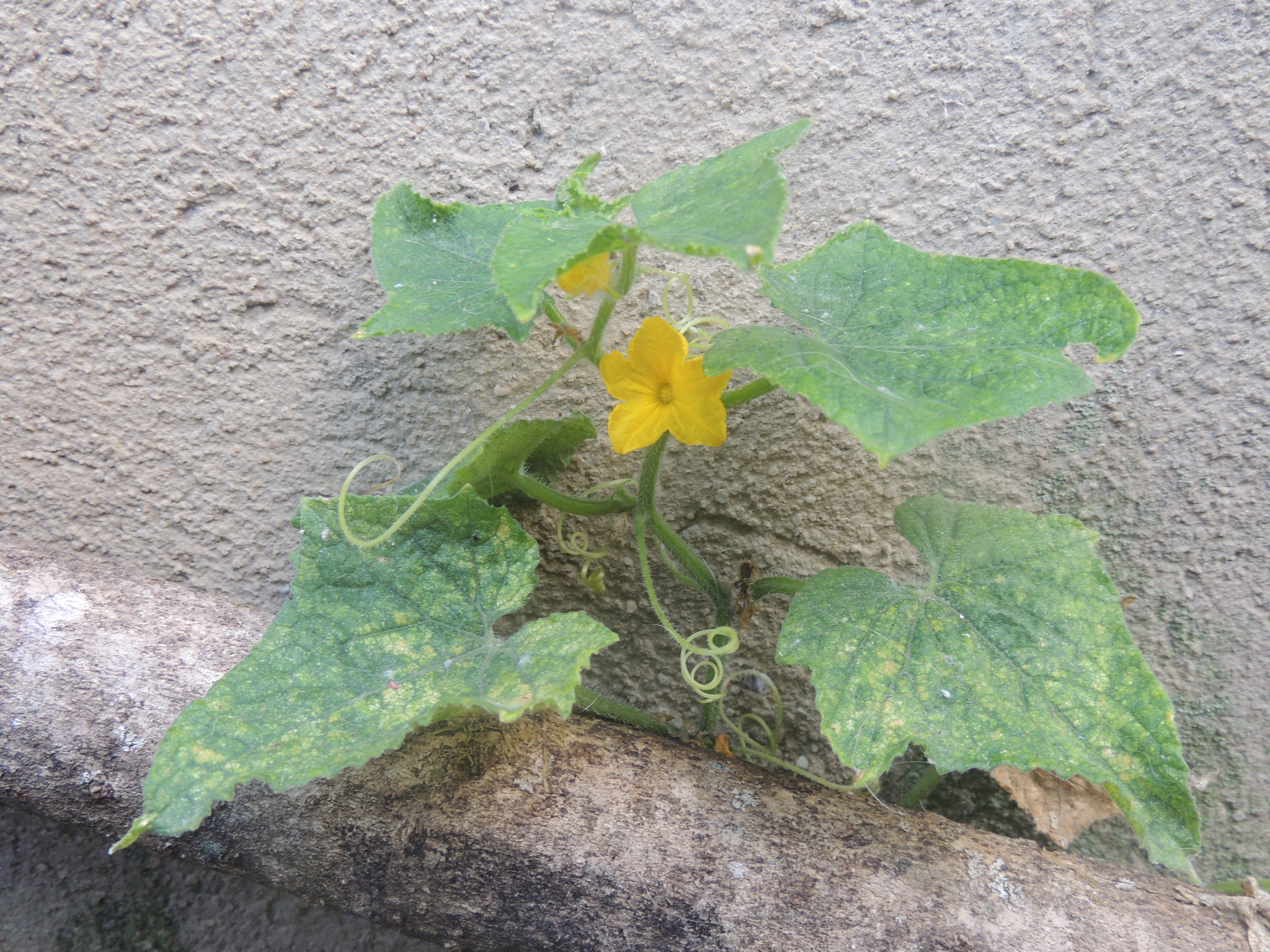 Photograph of Cucumber
