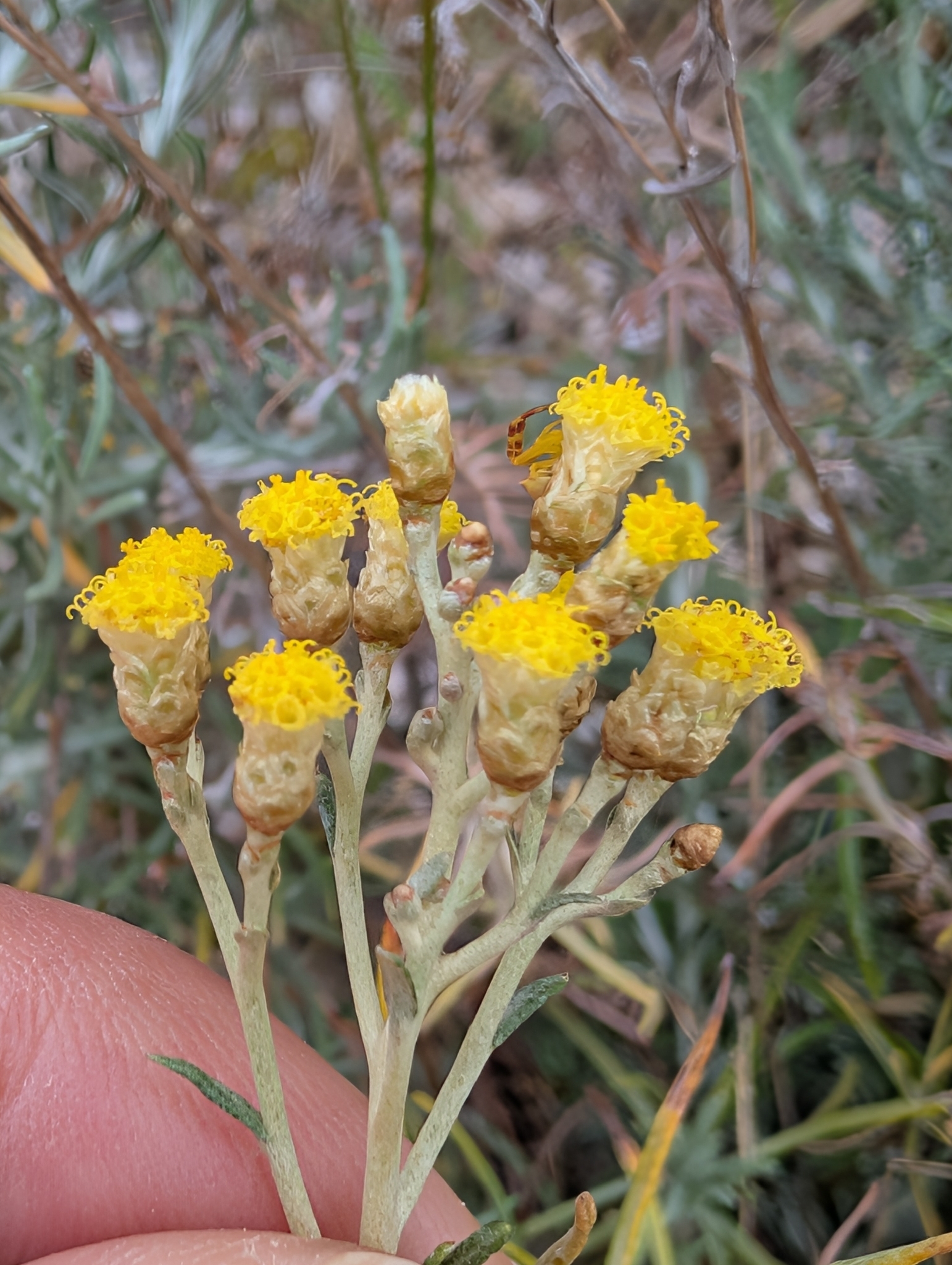 Photograph of Curry Plant