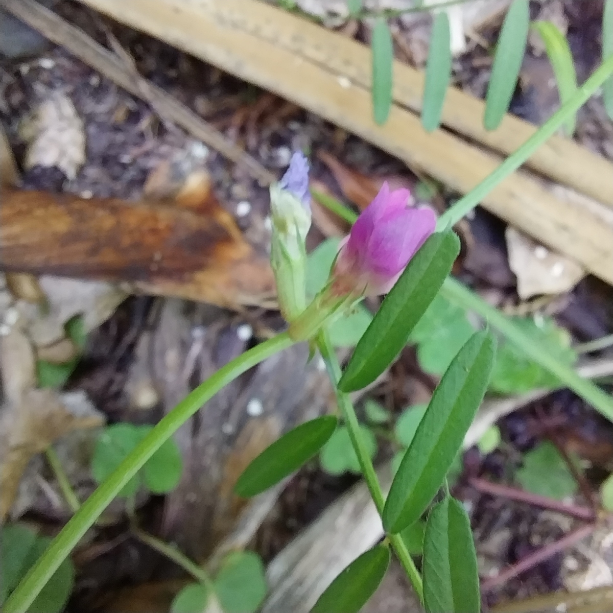 Photograph of Common Vetch