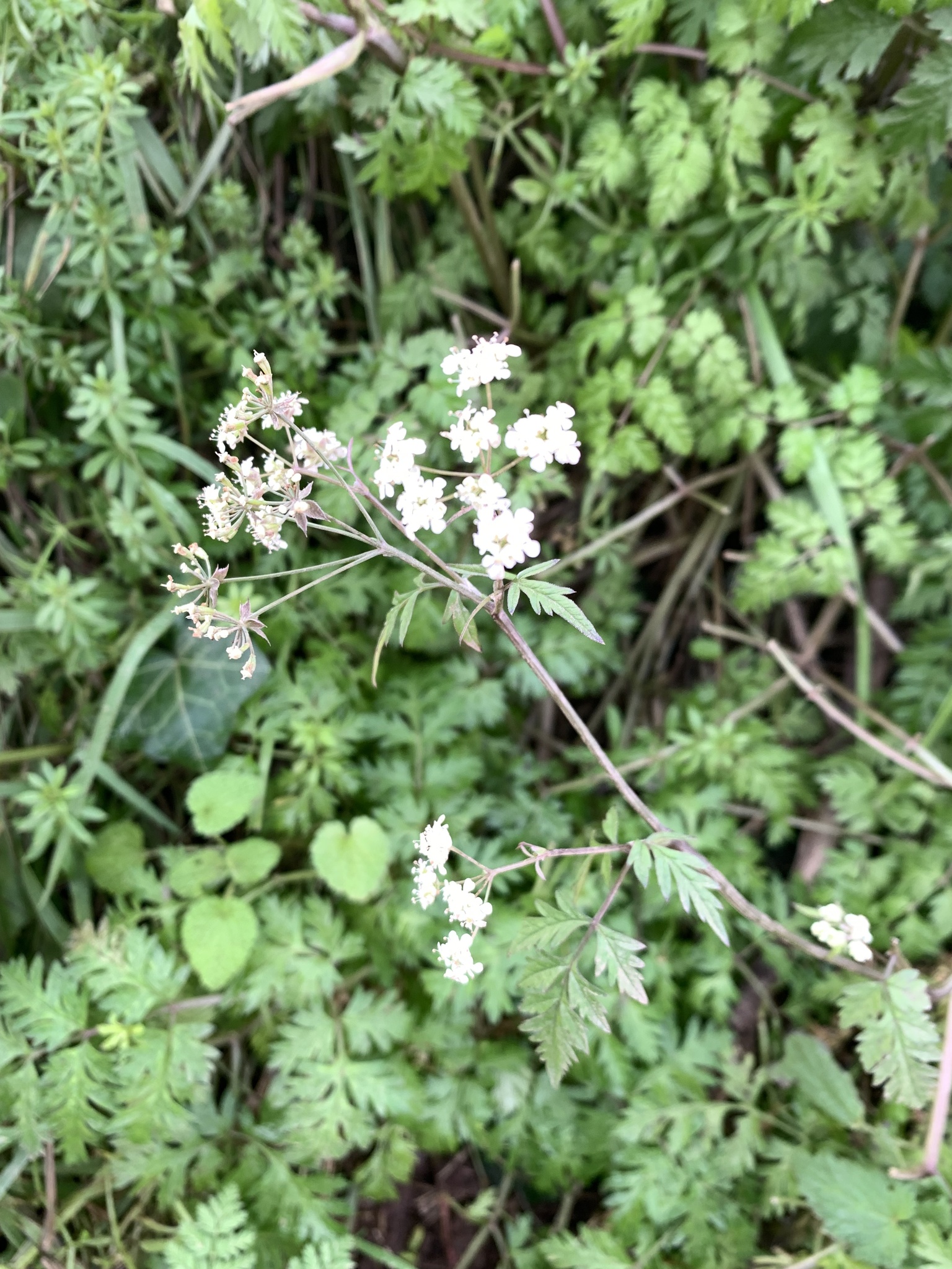 Photograph of Cow Parsley