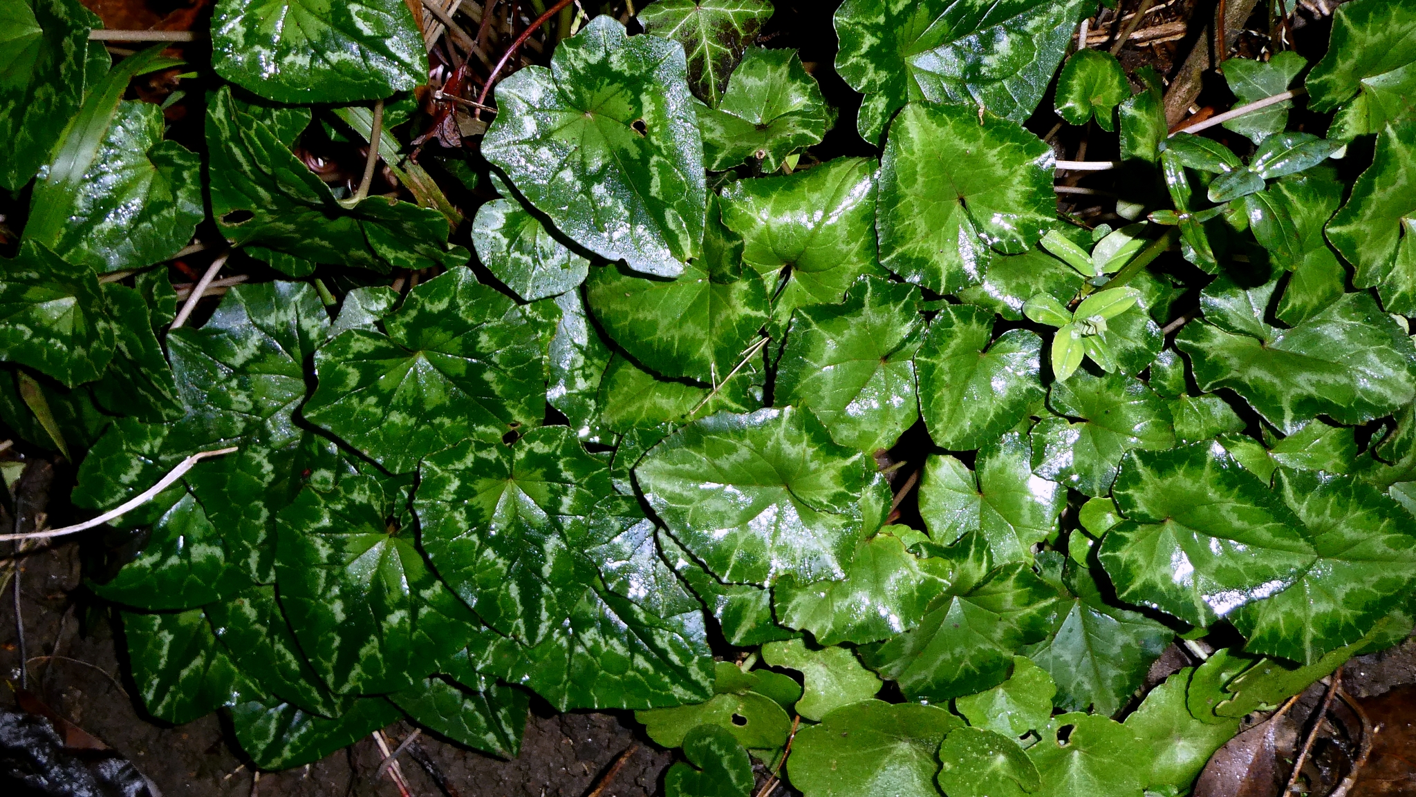 Photograph of Cyclamen (hardy outdoor)