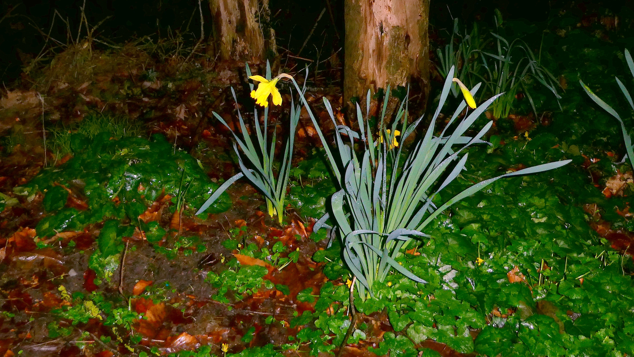 Photograph of Daffodil