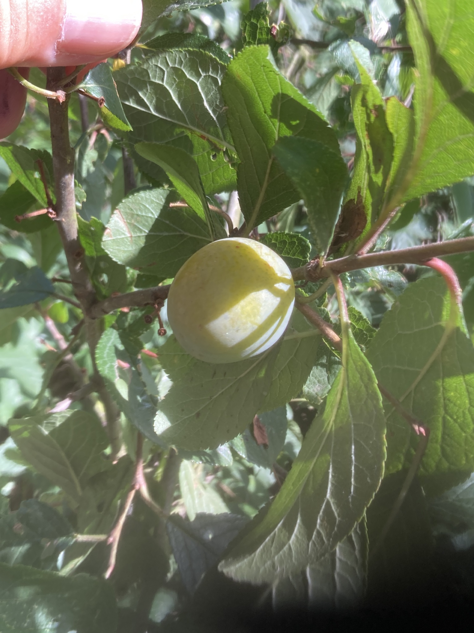 Photograph of Damson