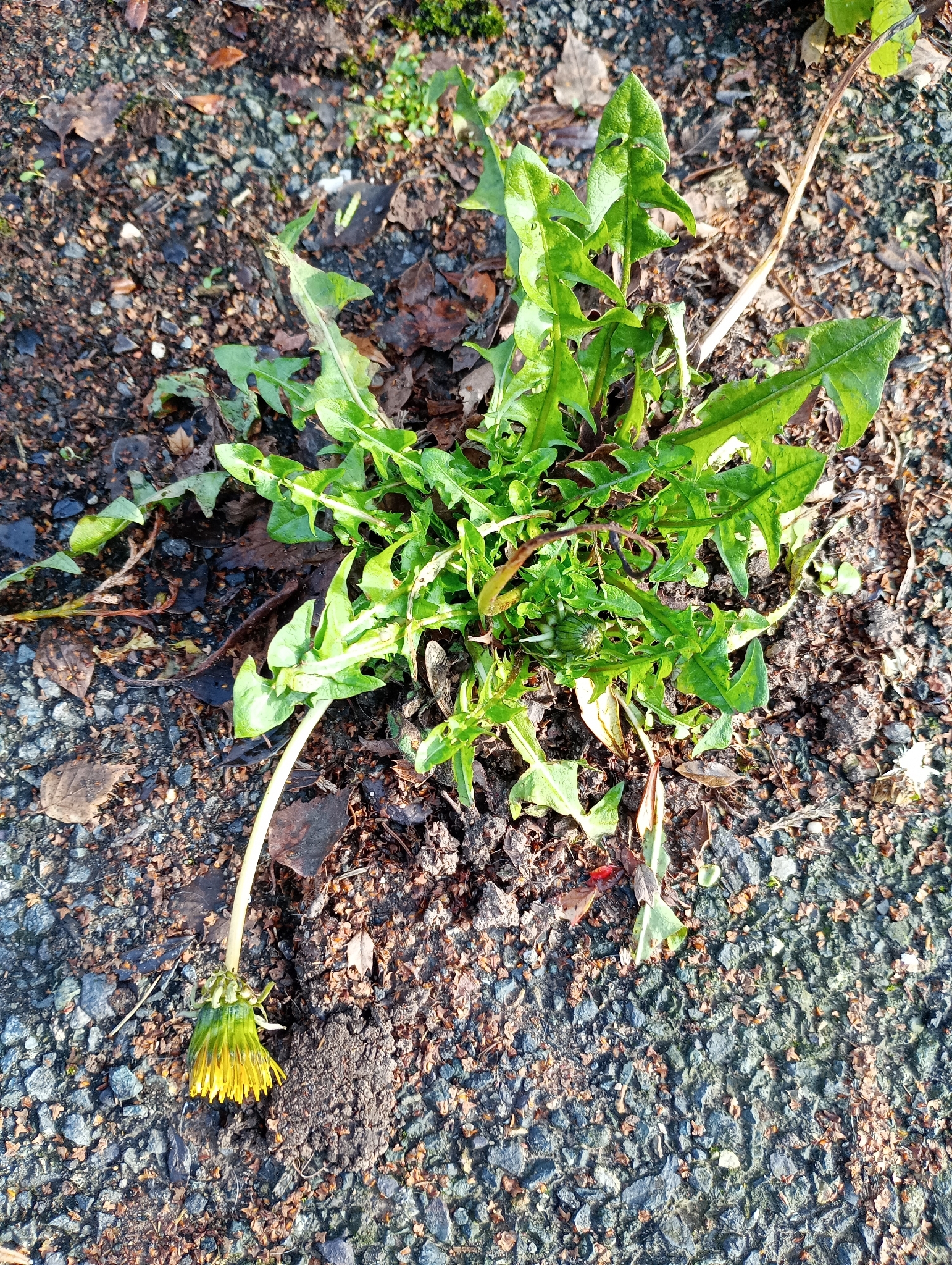 Photograph of Dandelion