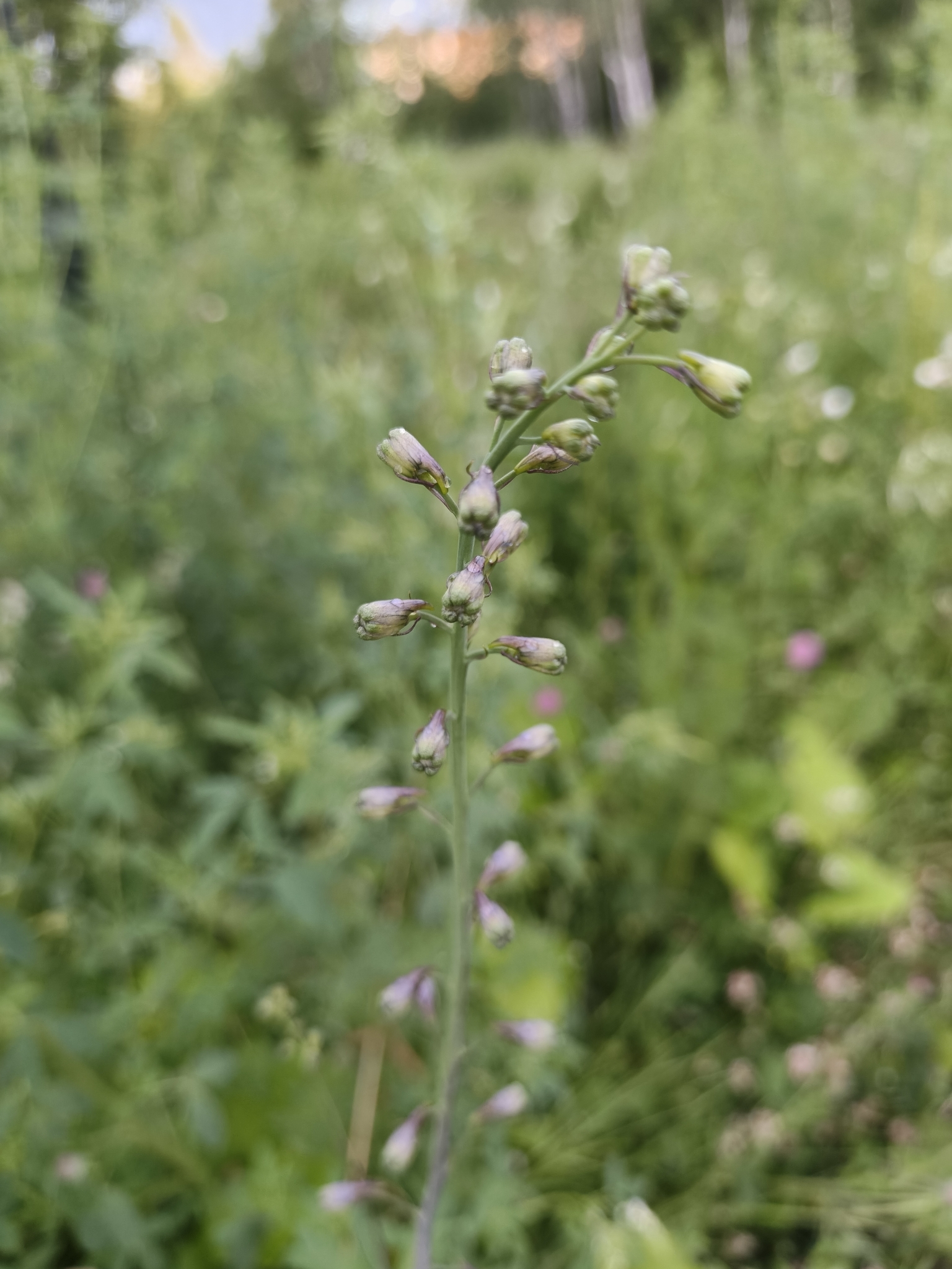Photograph of Delphinium