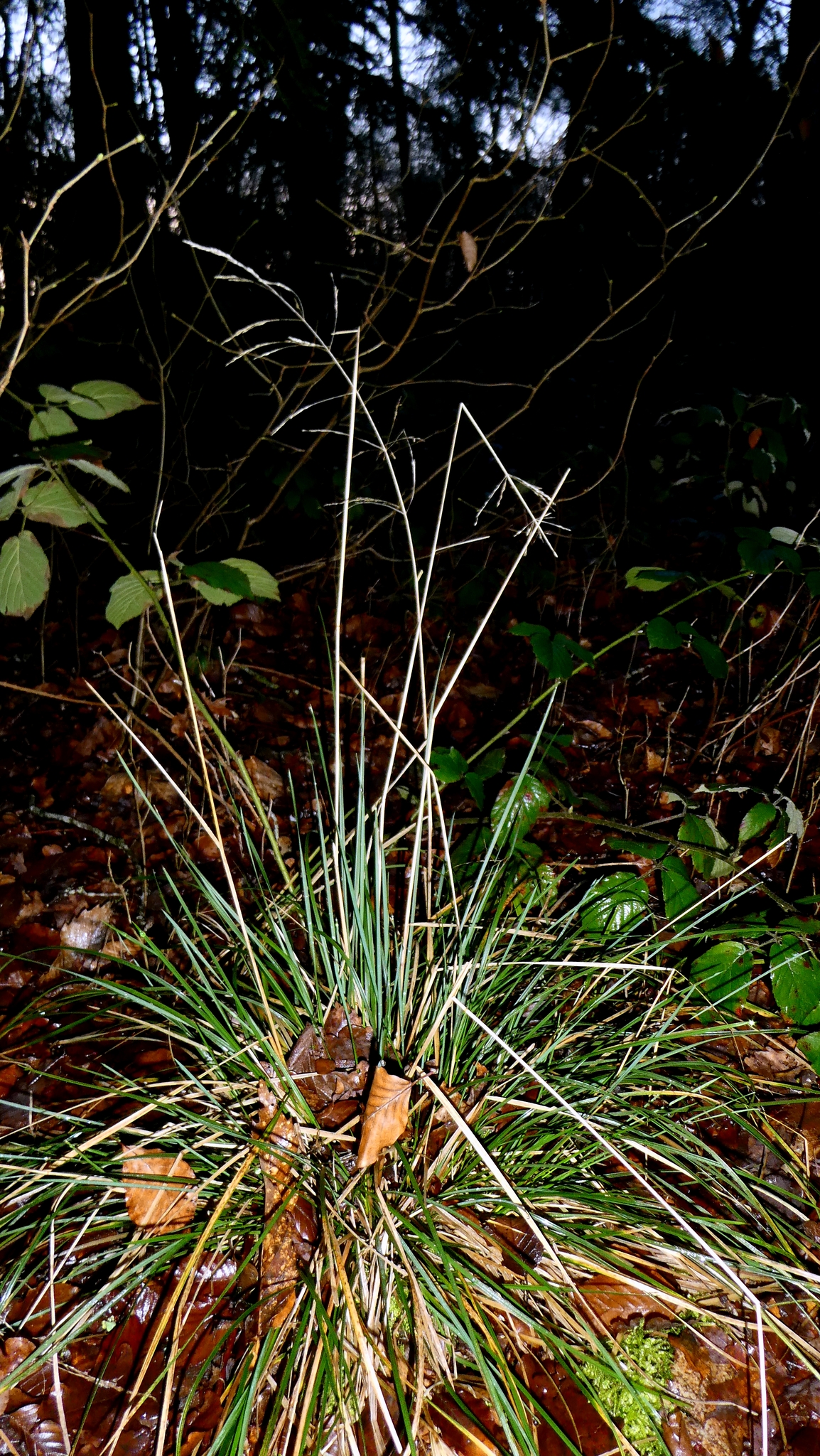 Photograph of Tufted Hair Grass