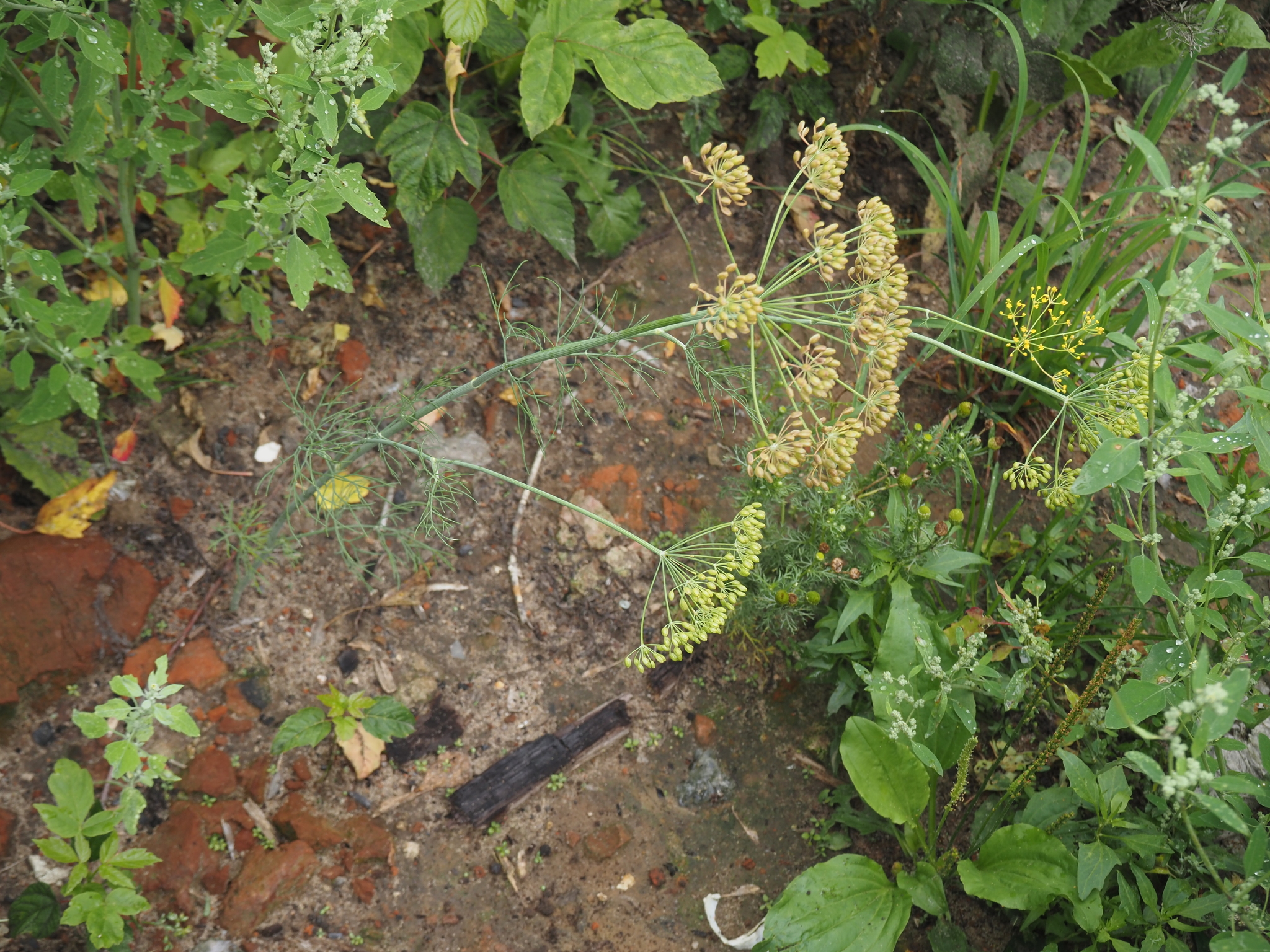 Photograph of Dill