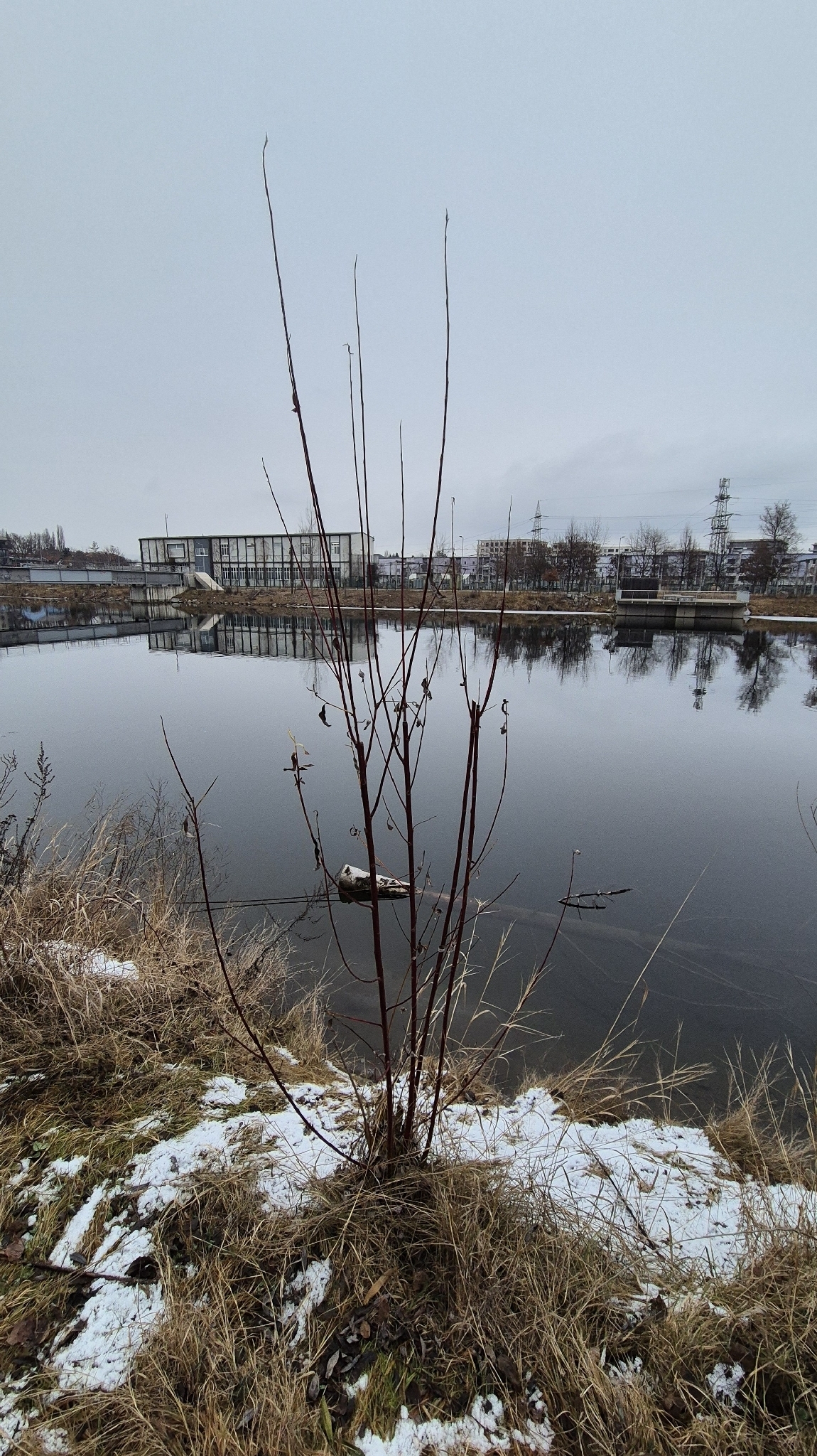 Photograph of Dogwood