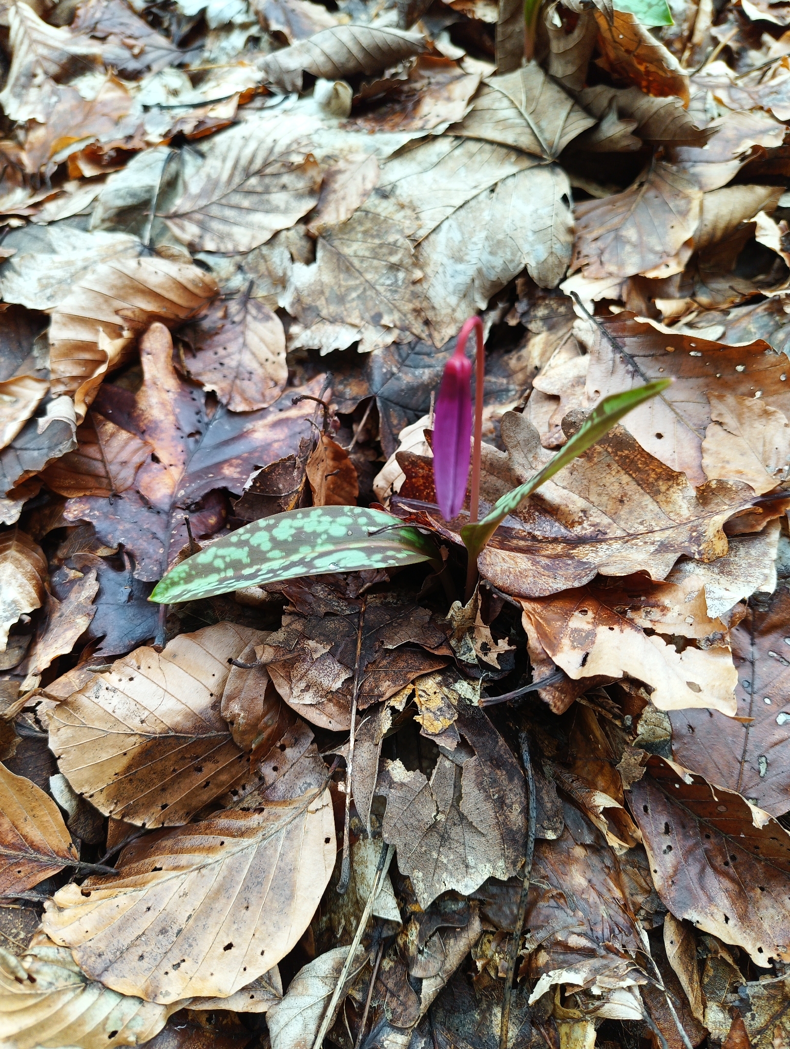 Photograph of Dog-tooth Violet