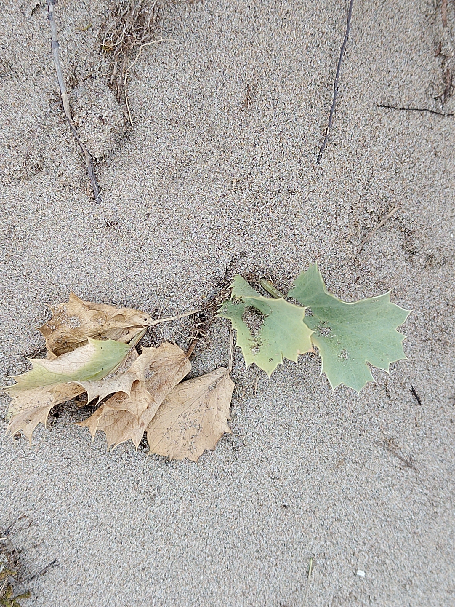 Photograph of Sea Holly (native, coastal)