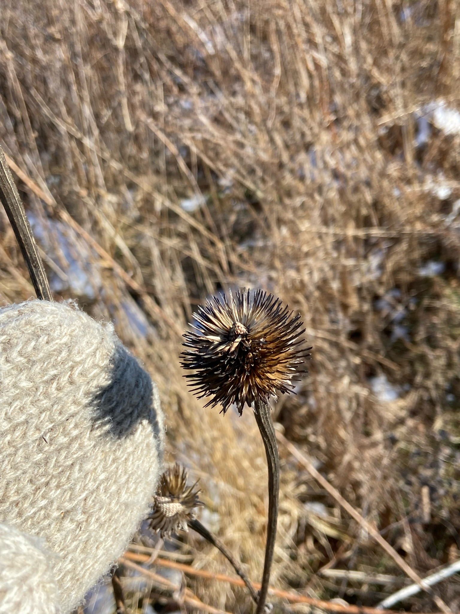 Photograph of Echinacea