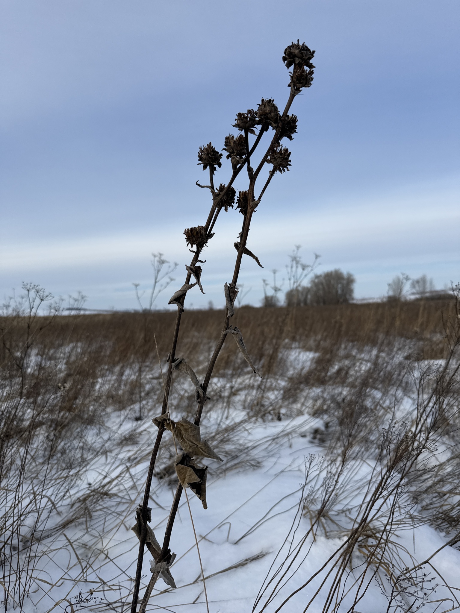 Photograph of Elecampane