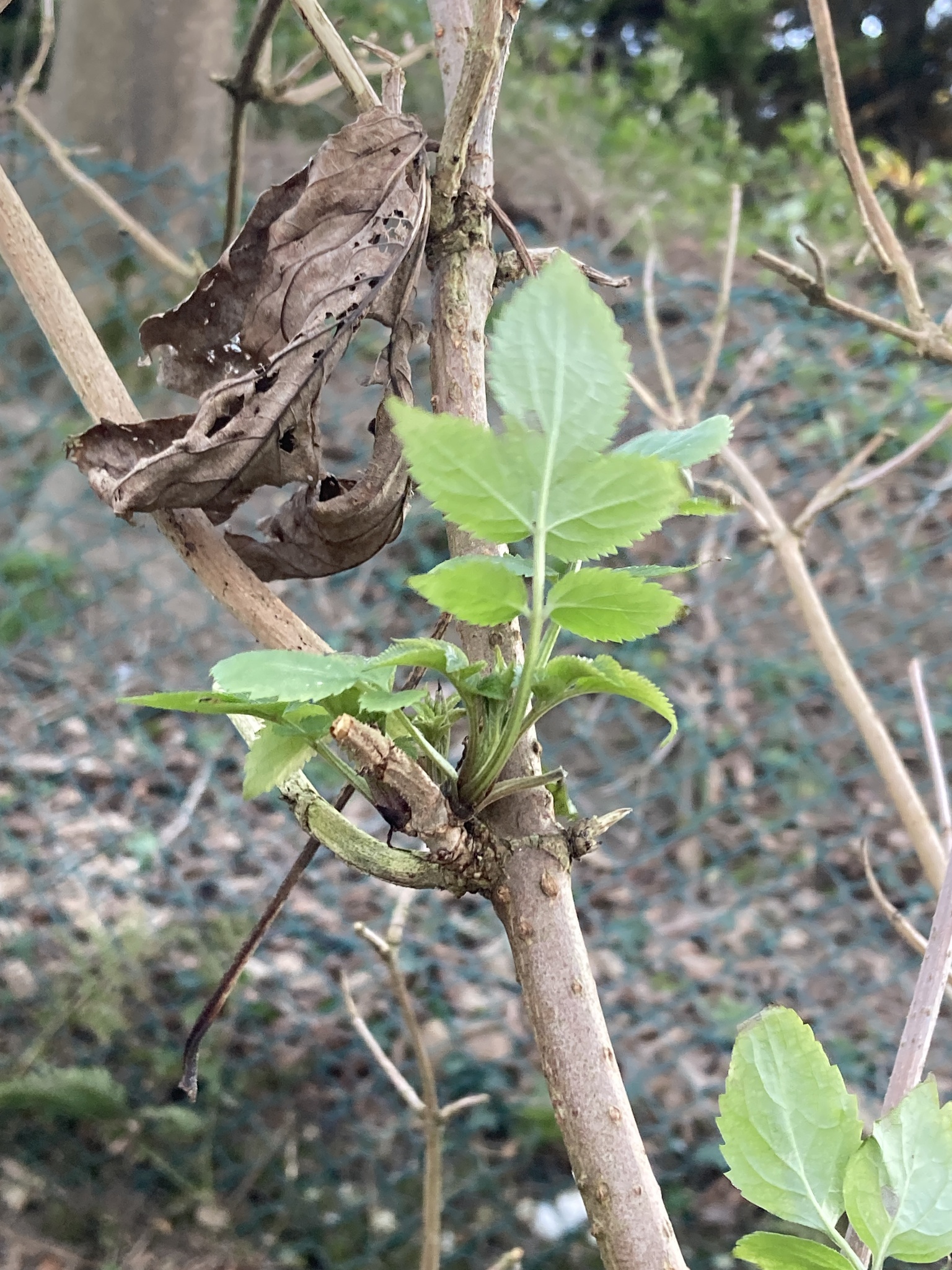 Photograph of Elderberry
