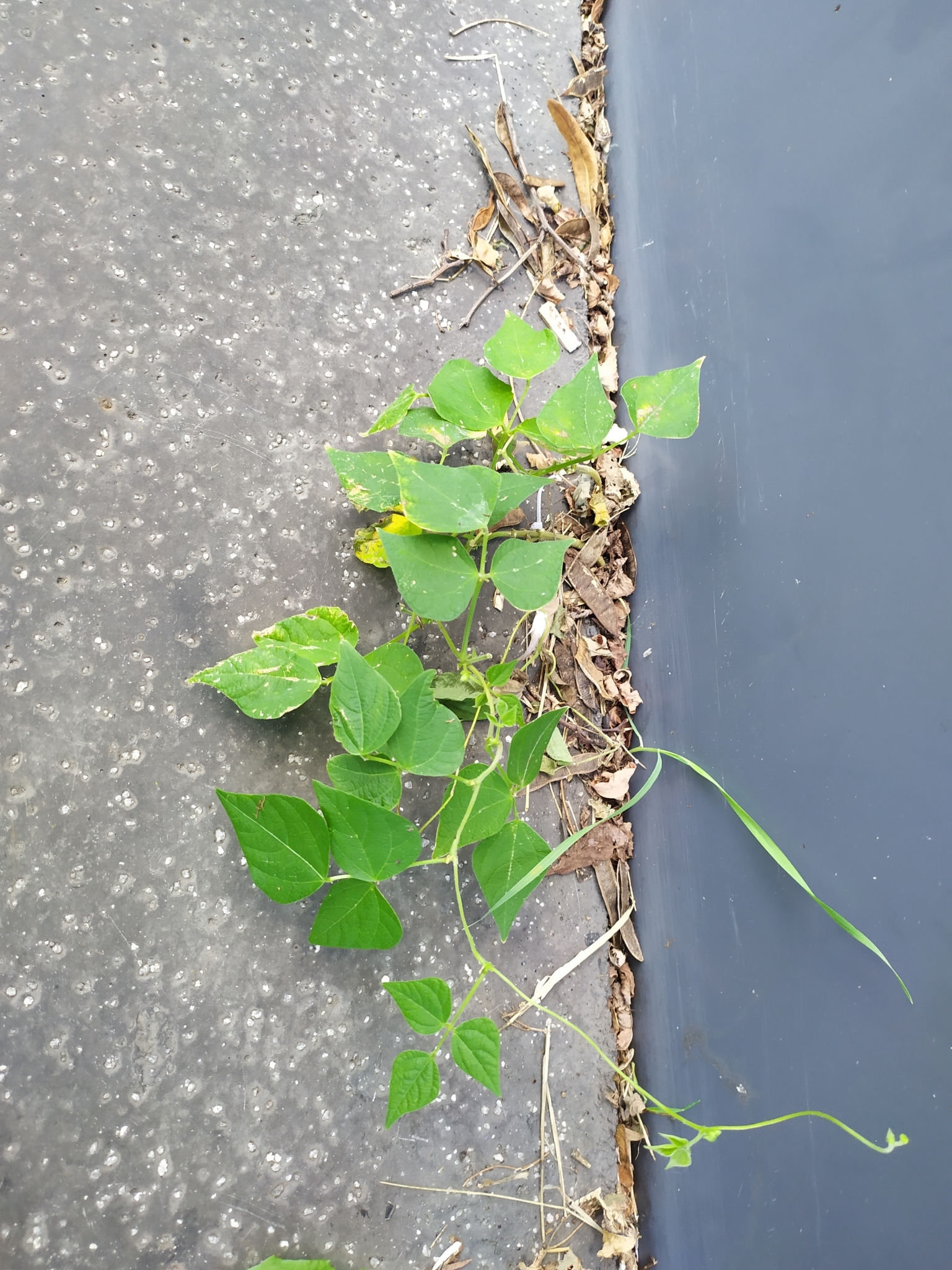 Photograph of French Bean