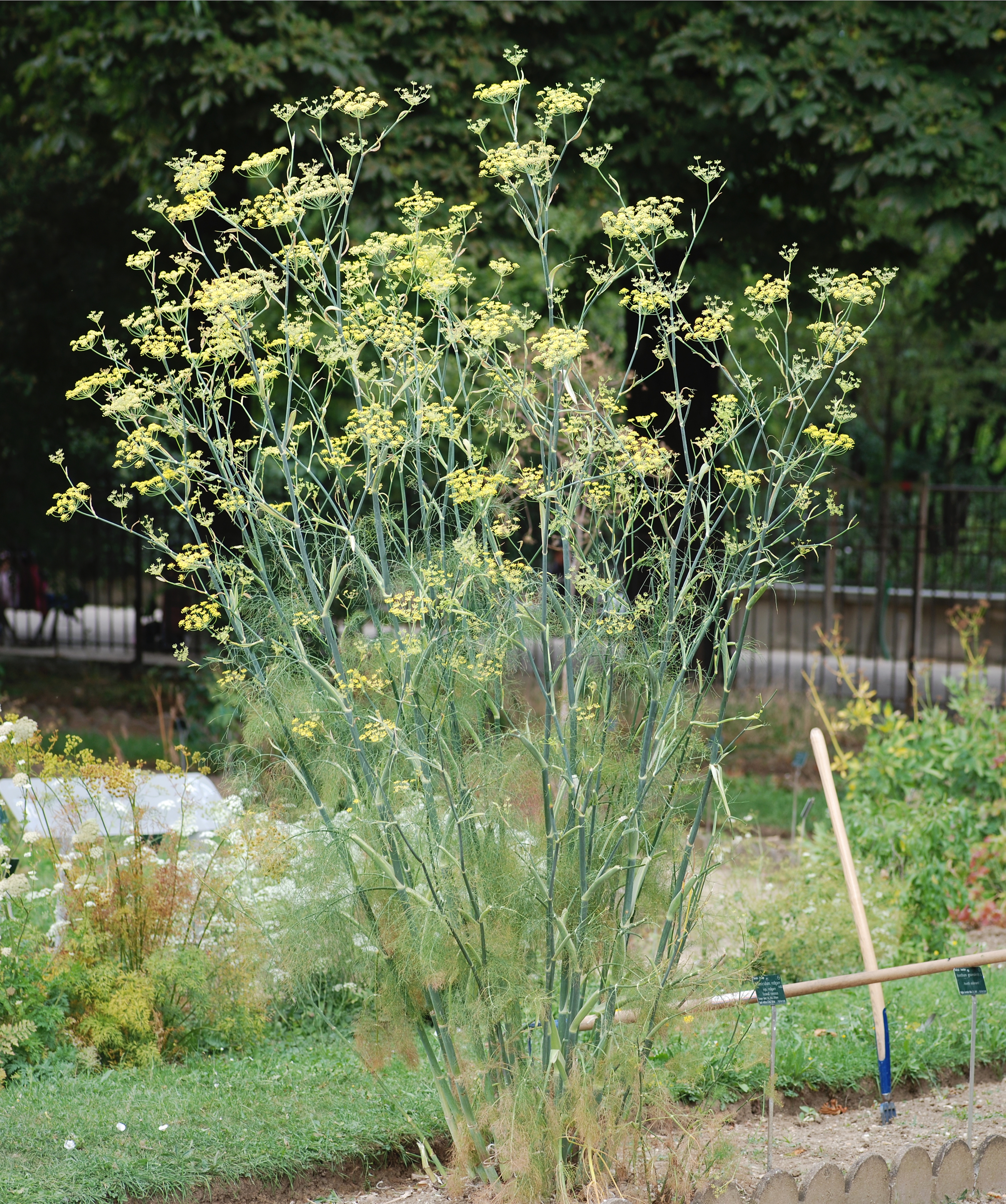 Photograph of Fennel (veg)