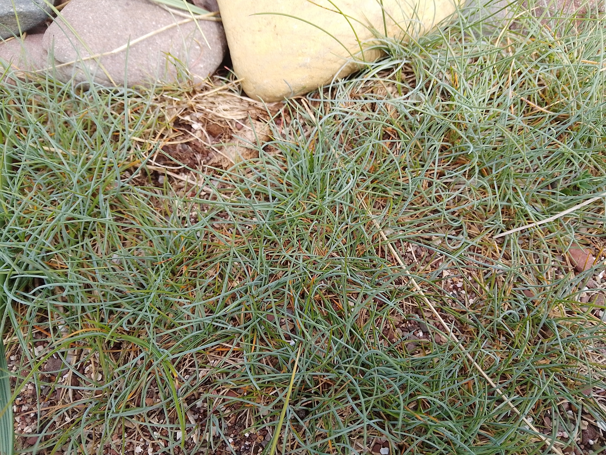 Photograph of Festuca (Blue Fescue)