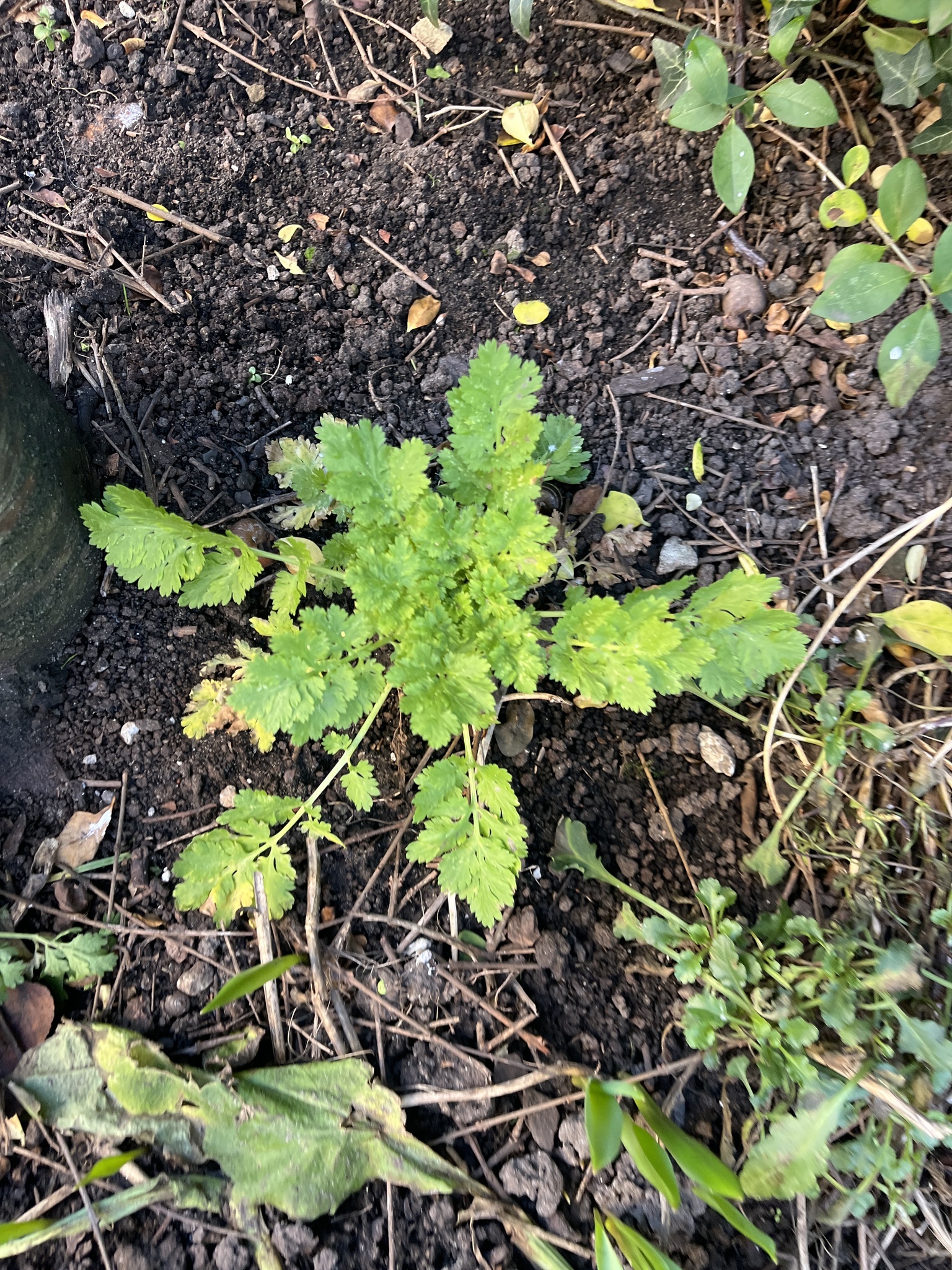 Photograph of Feverfew