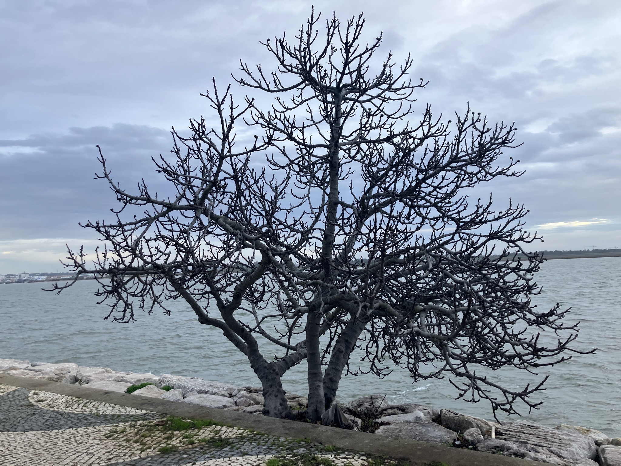 Photograph of Fig