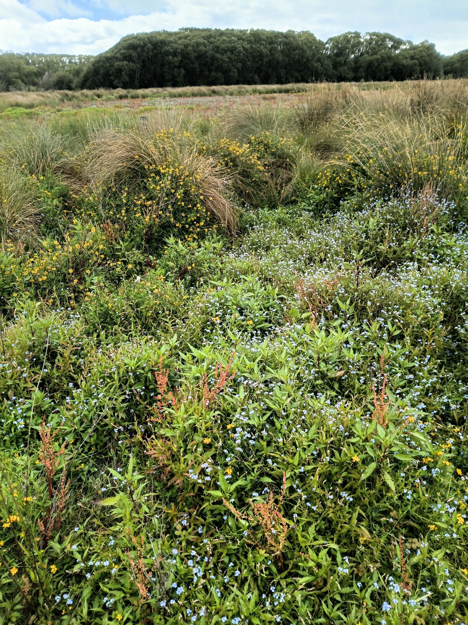 Photograph of Forget-Me-Not