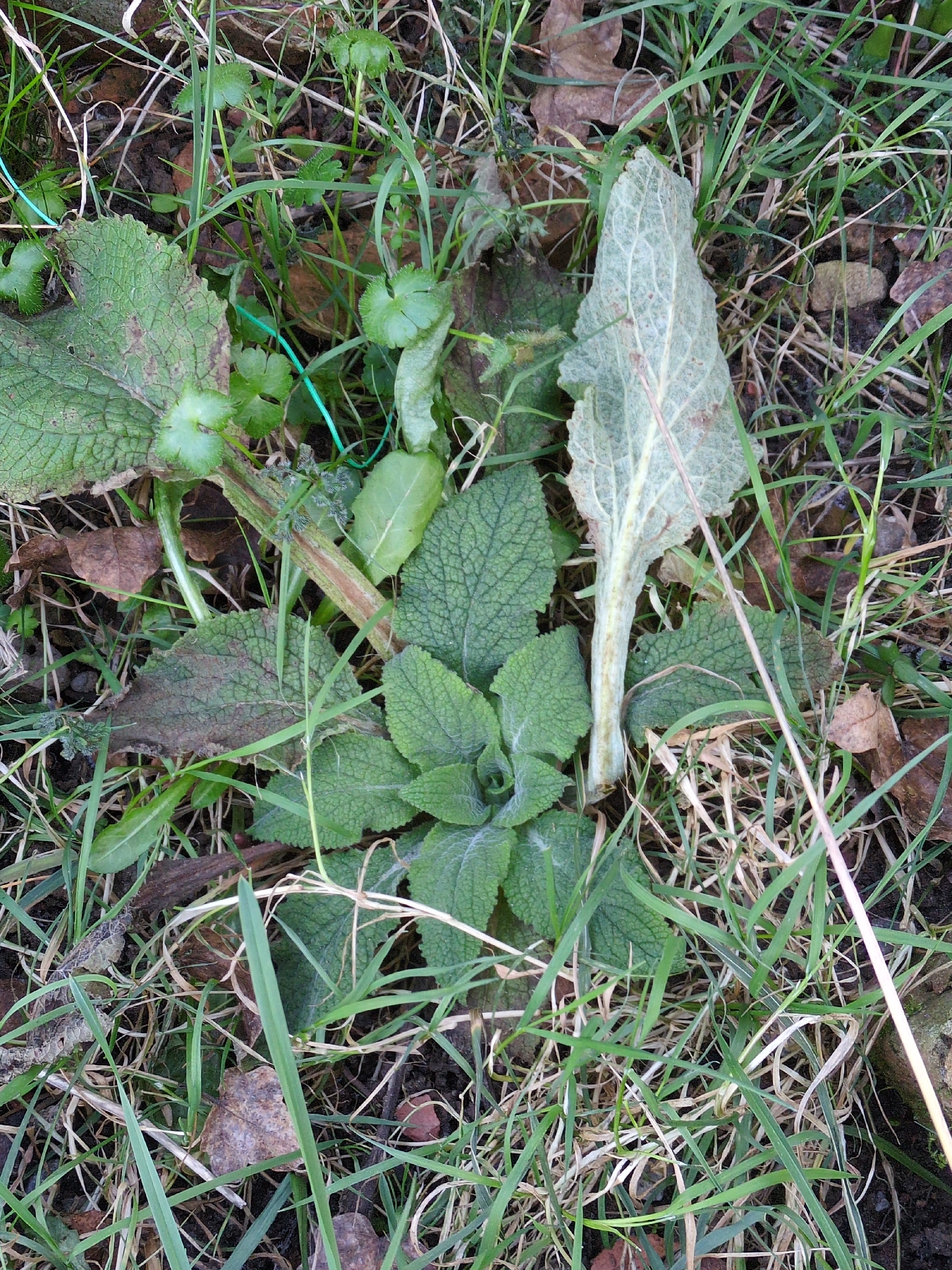 Photograph of Foxglove