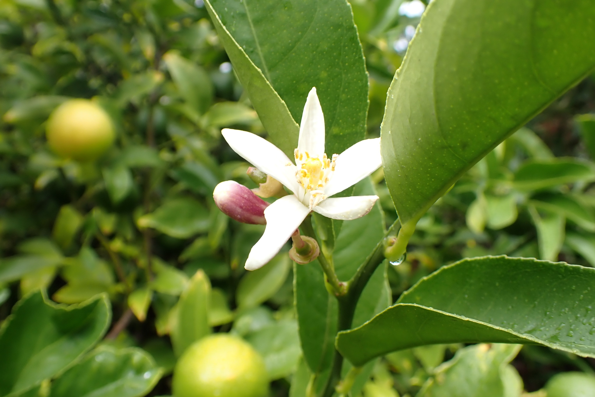 Photograph of Citrus