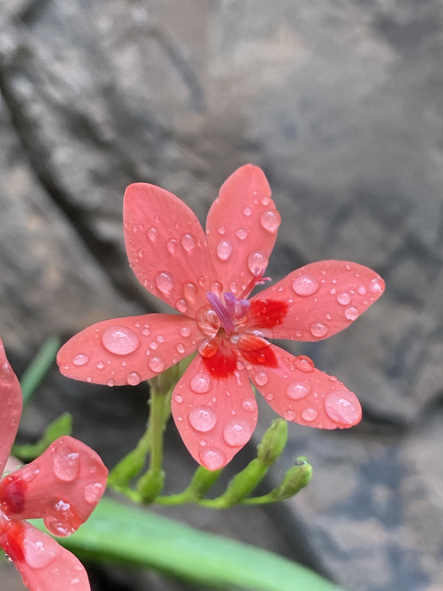 Photograph of Freesia