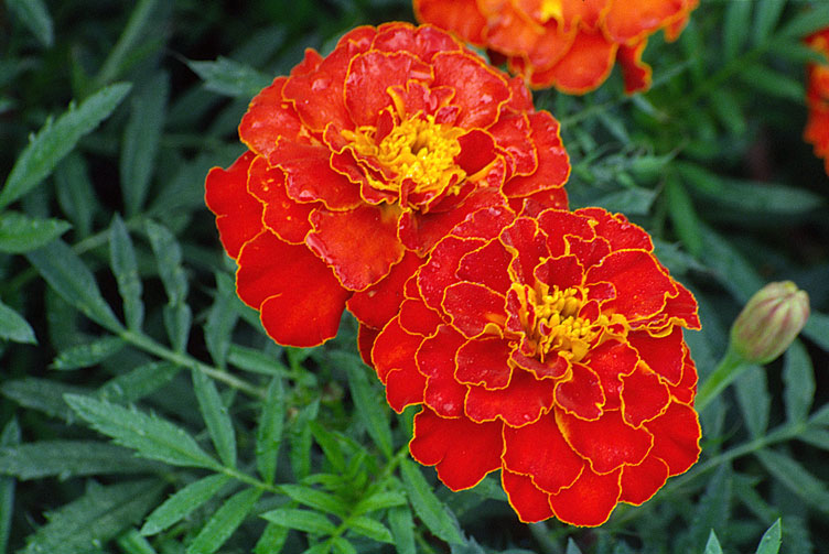 Photograph of French Marigold