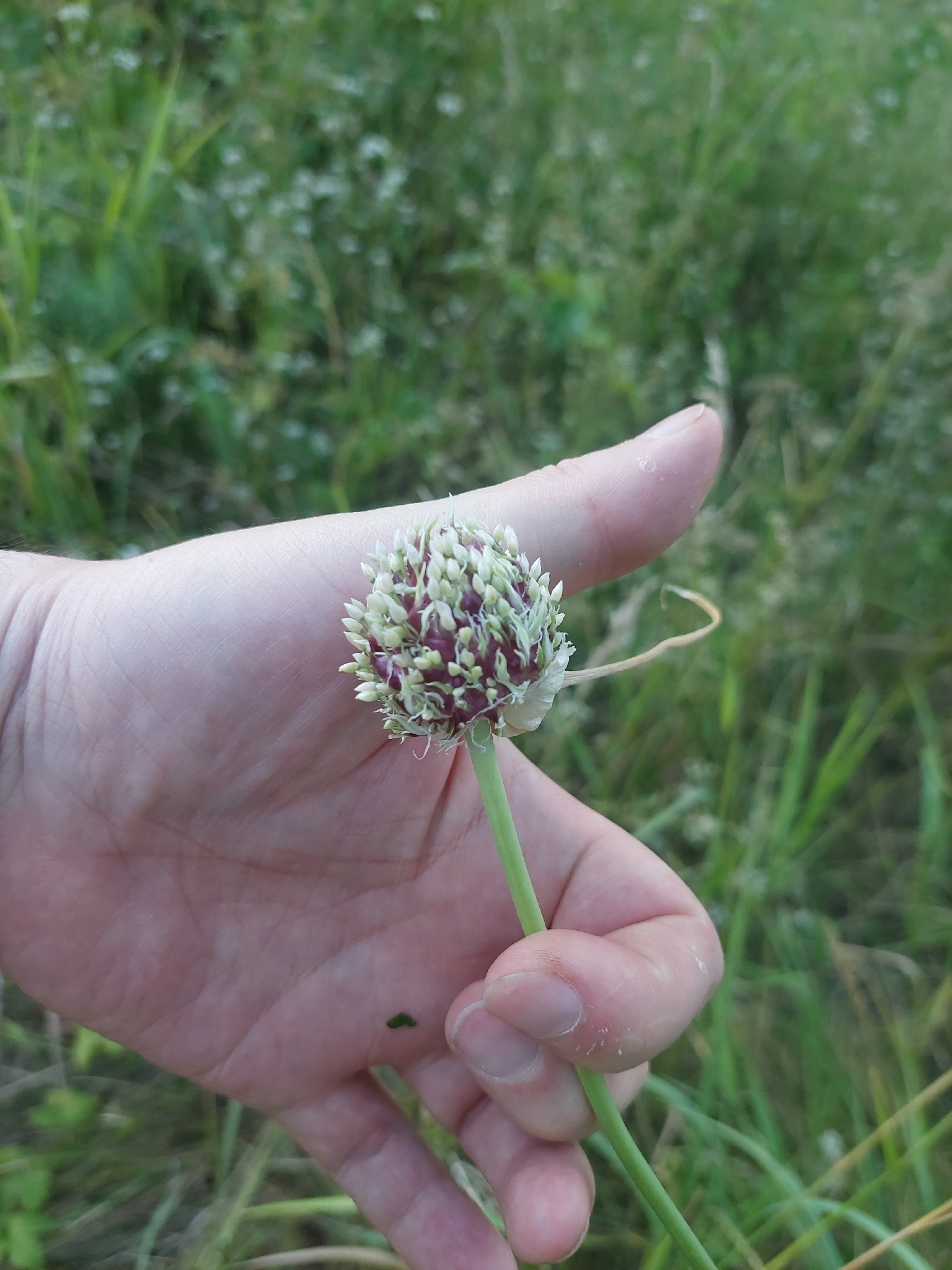 Photograph of Garlic