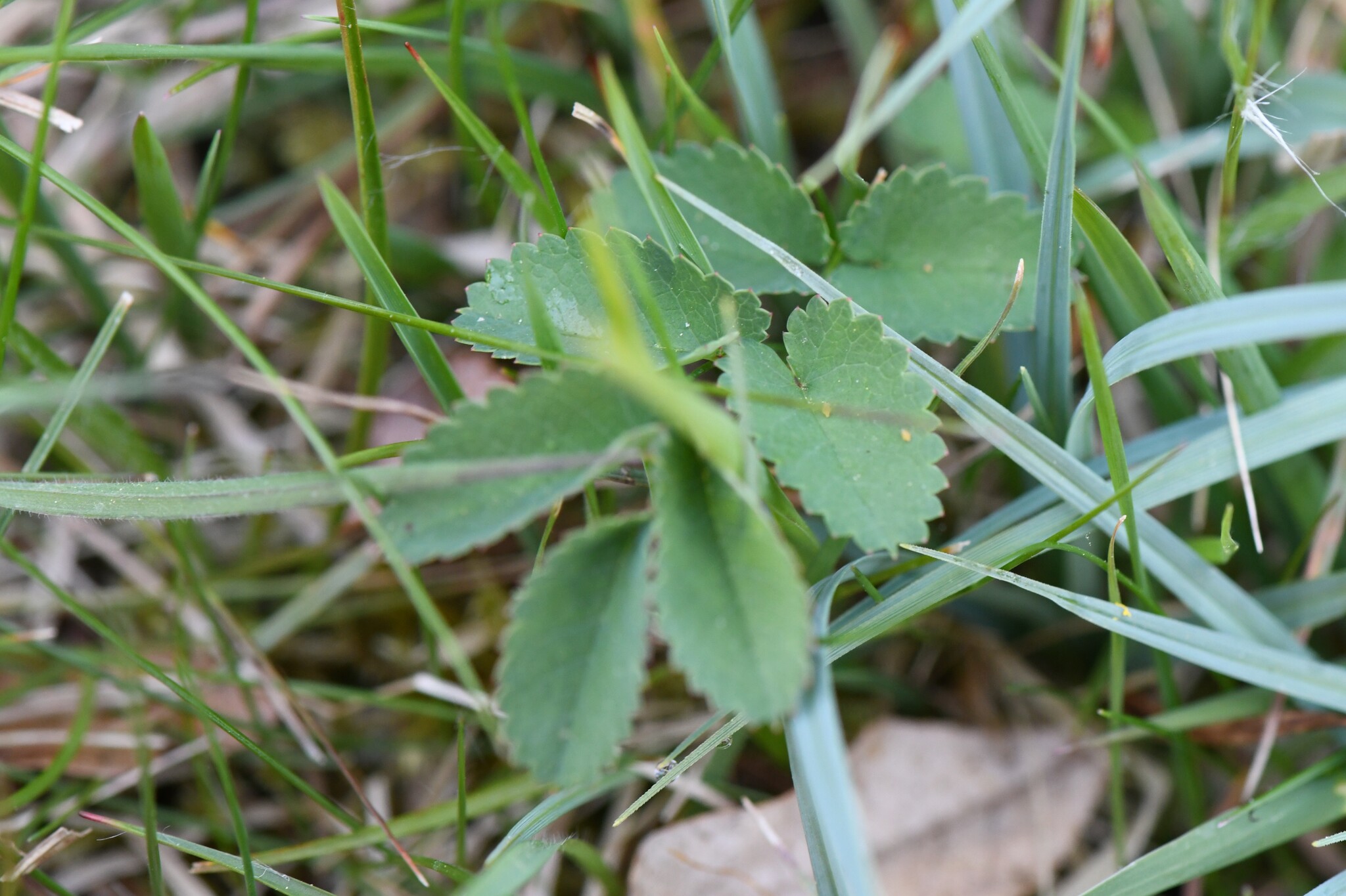 Photograph of Great Burnet