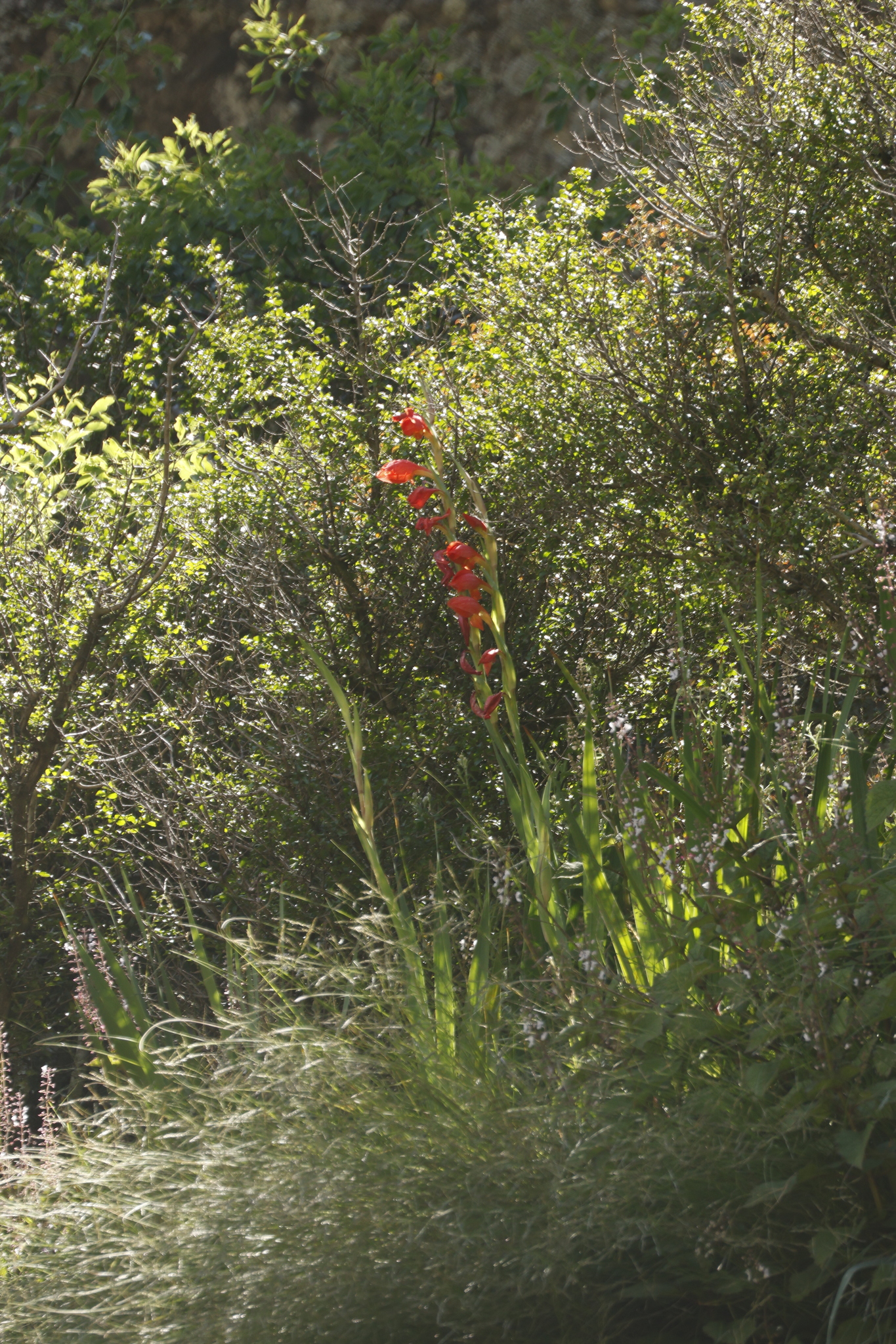 Photograph of Gladiolus
