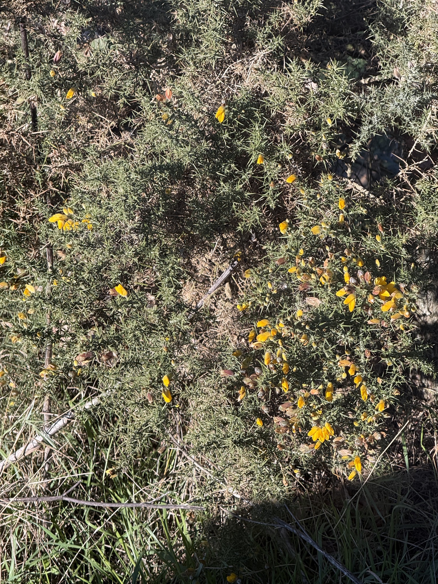 Photograph of Gorse
