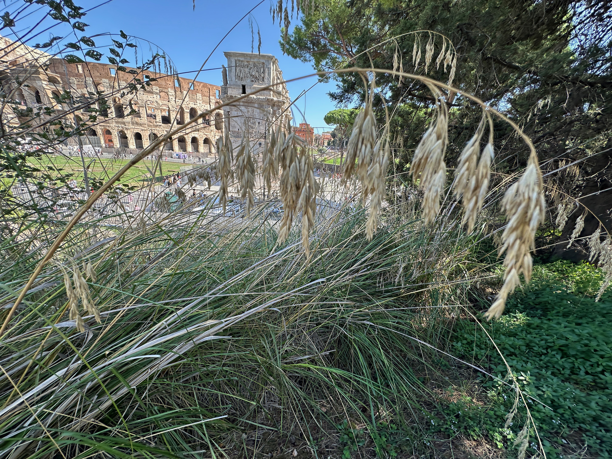 Photograph of Ampelodesmos