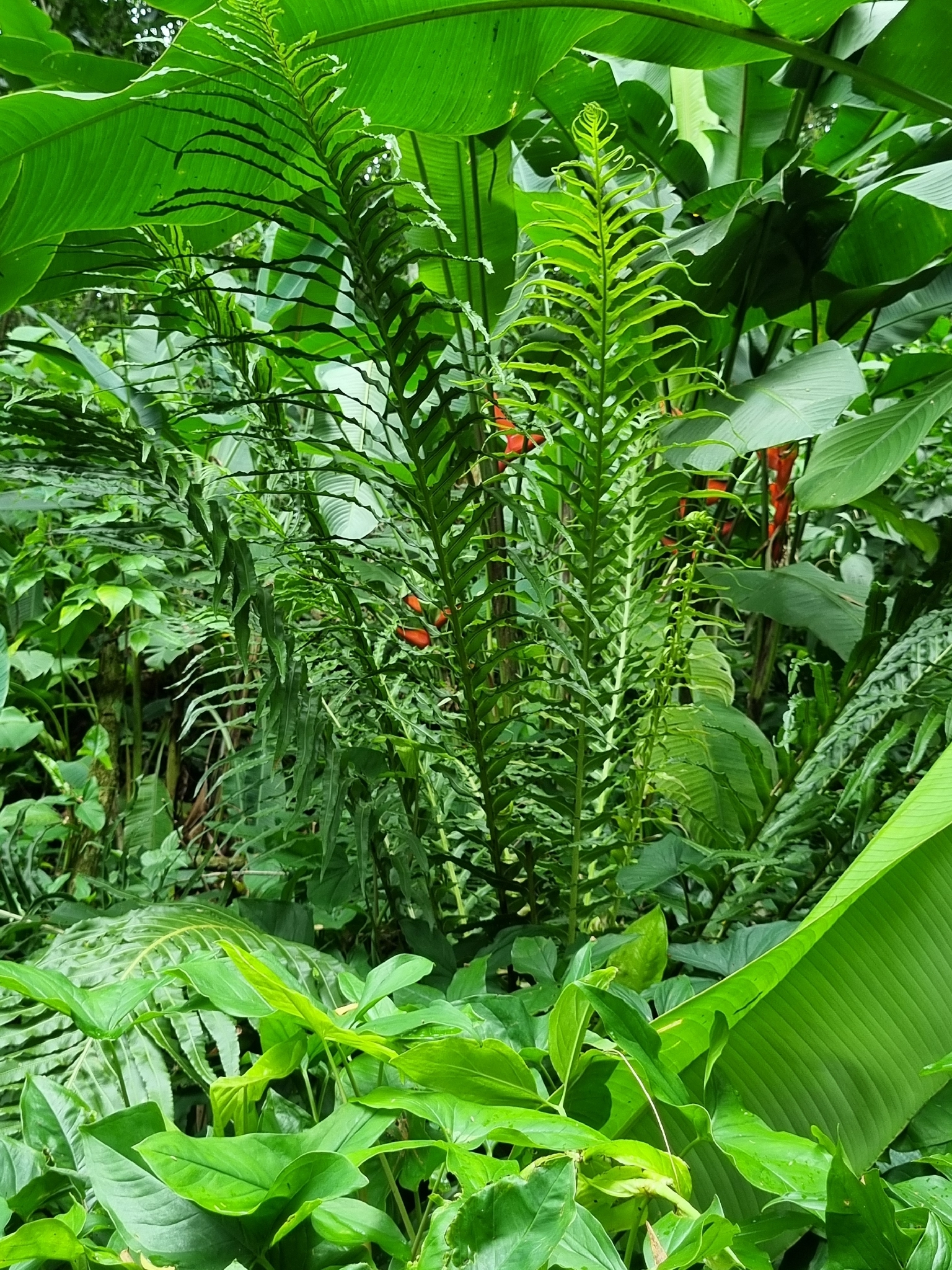 Photograph of Blechnum