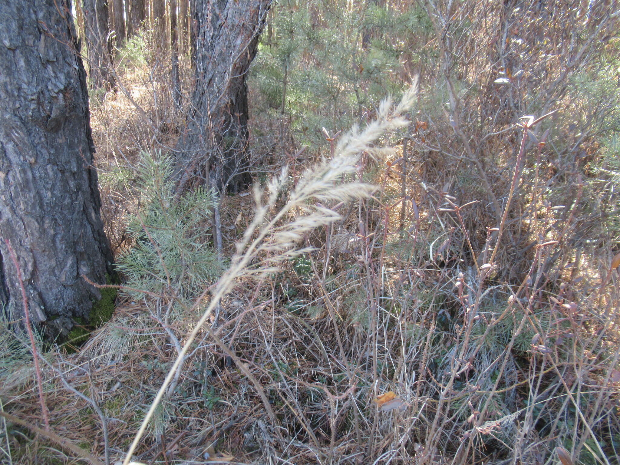 Photograph of Calamagrostis