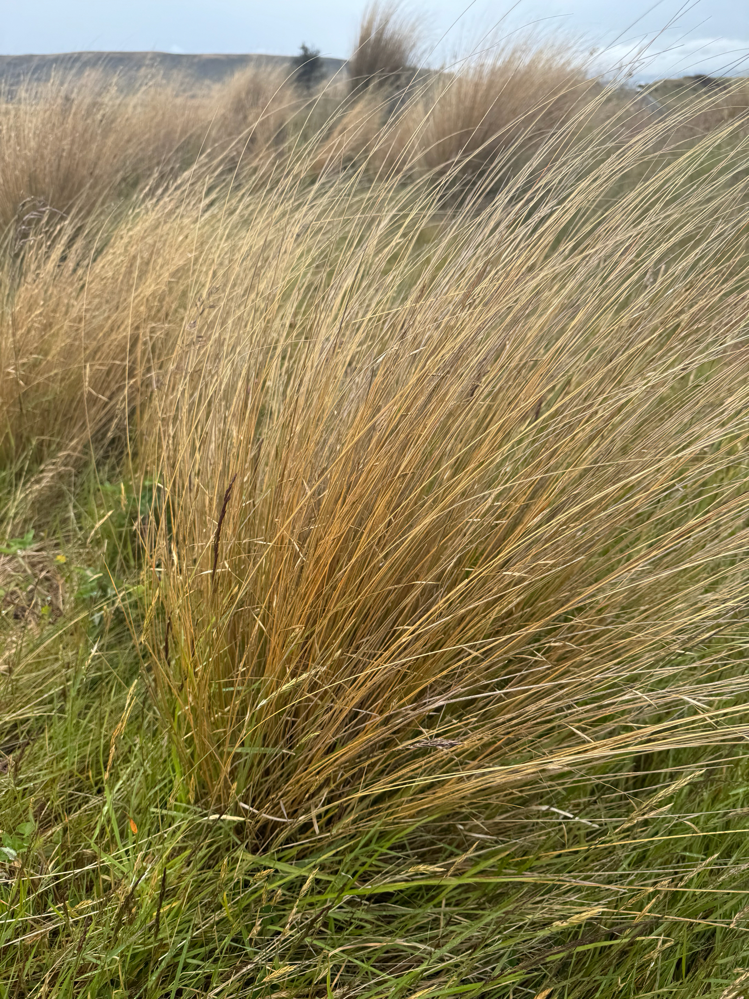 Photograph of Chionochloa