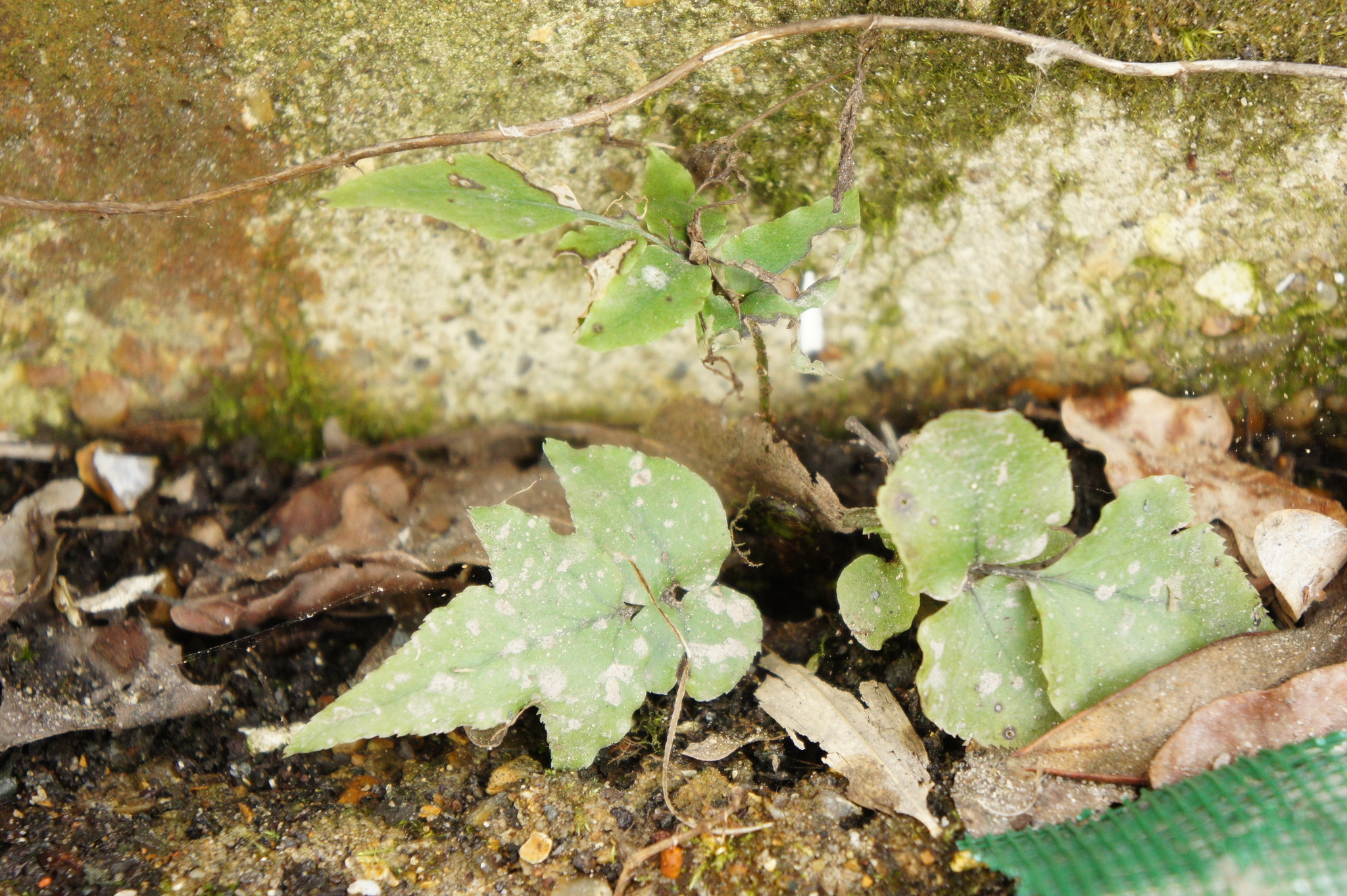 Photograph of Holly Fern