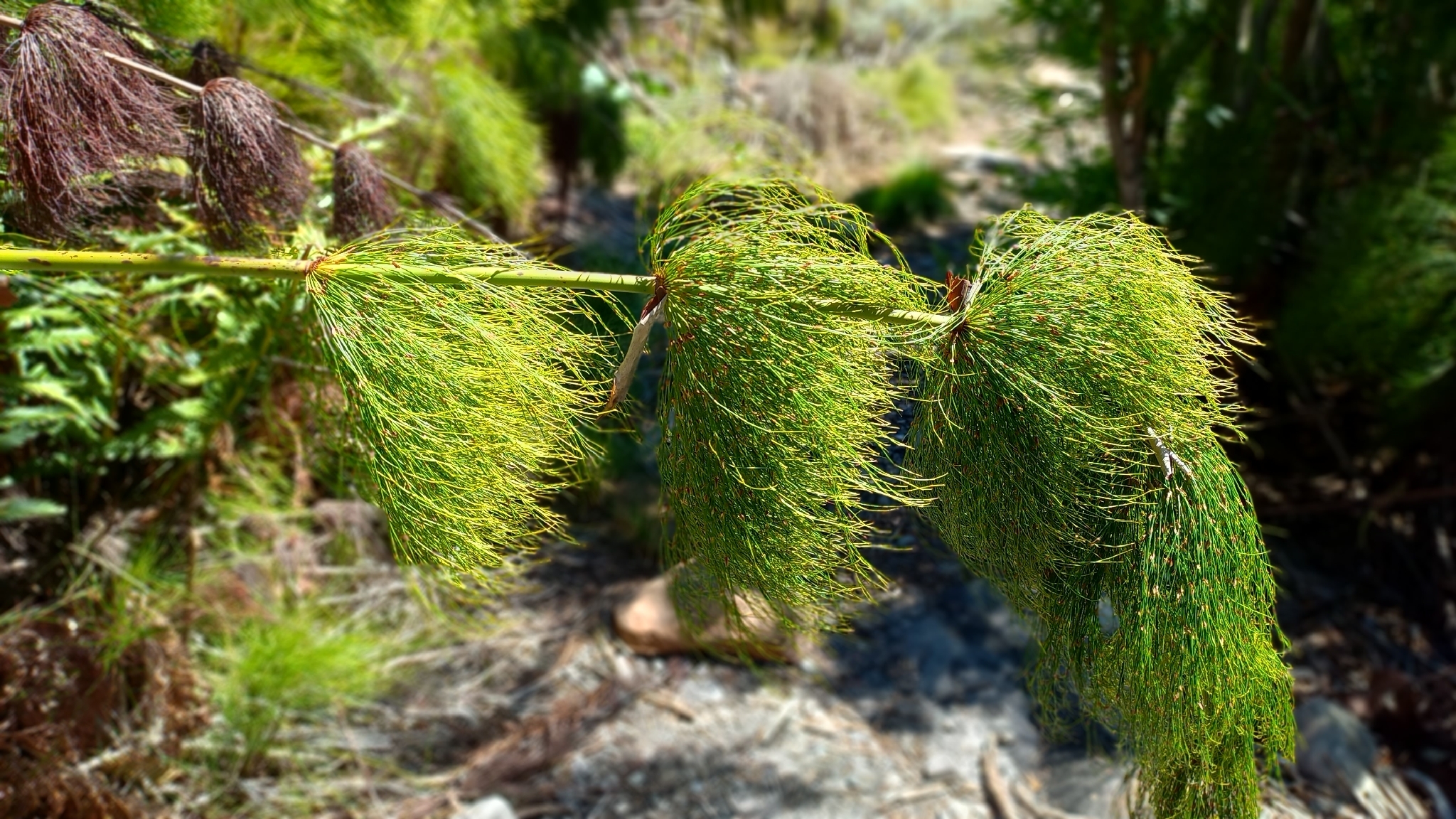 Photograph of Elegia
