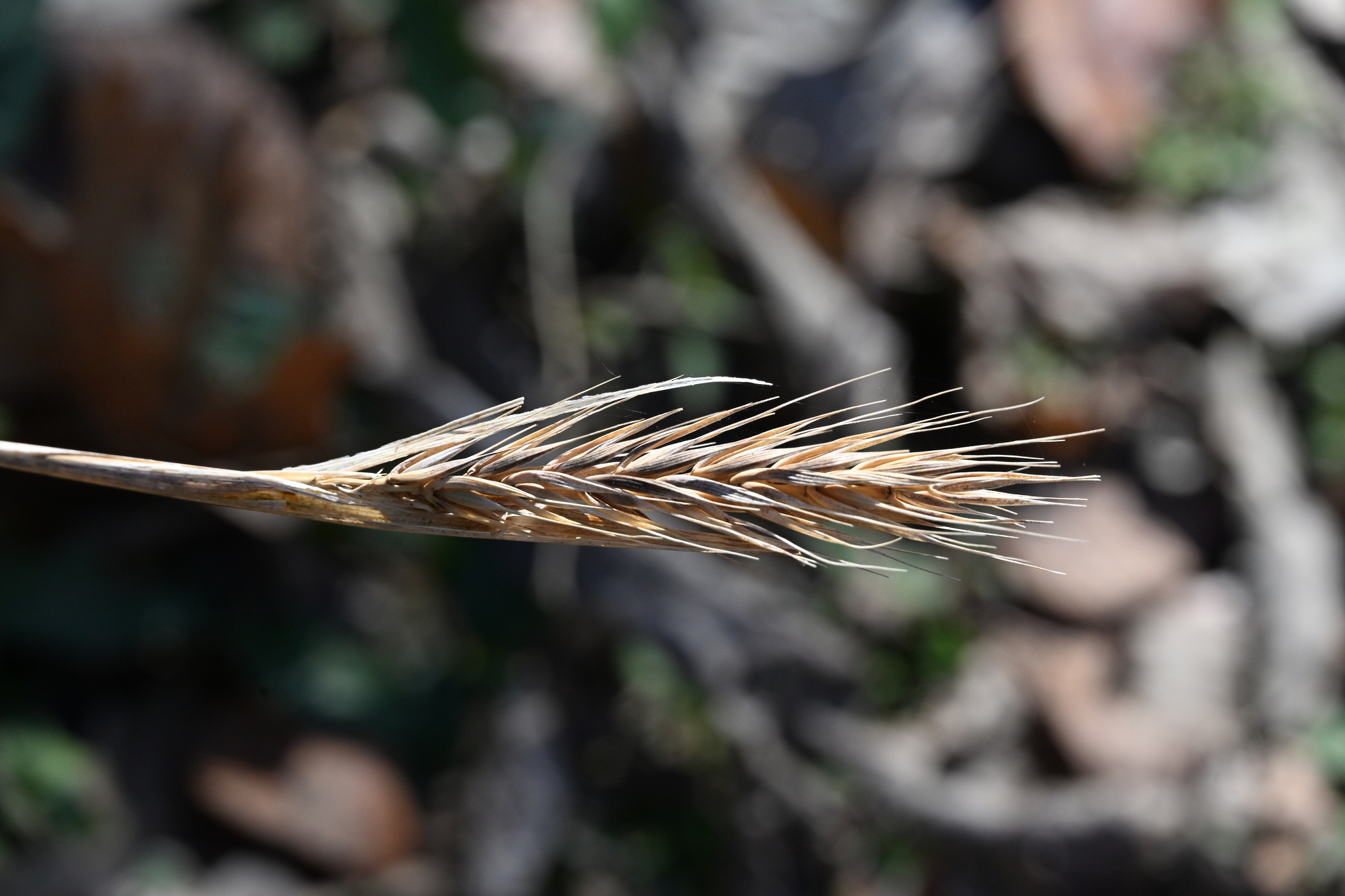 Photograph of Elymus
