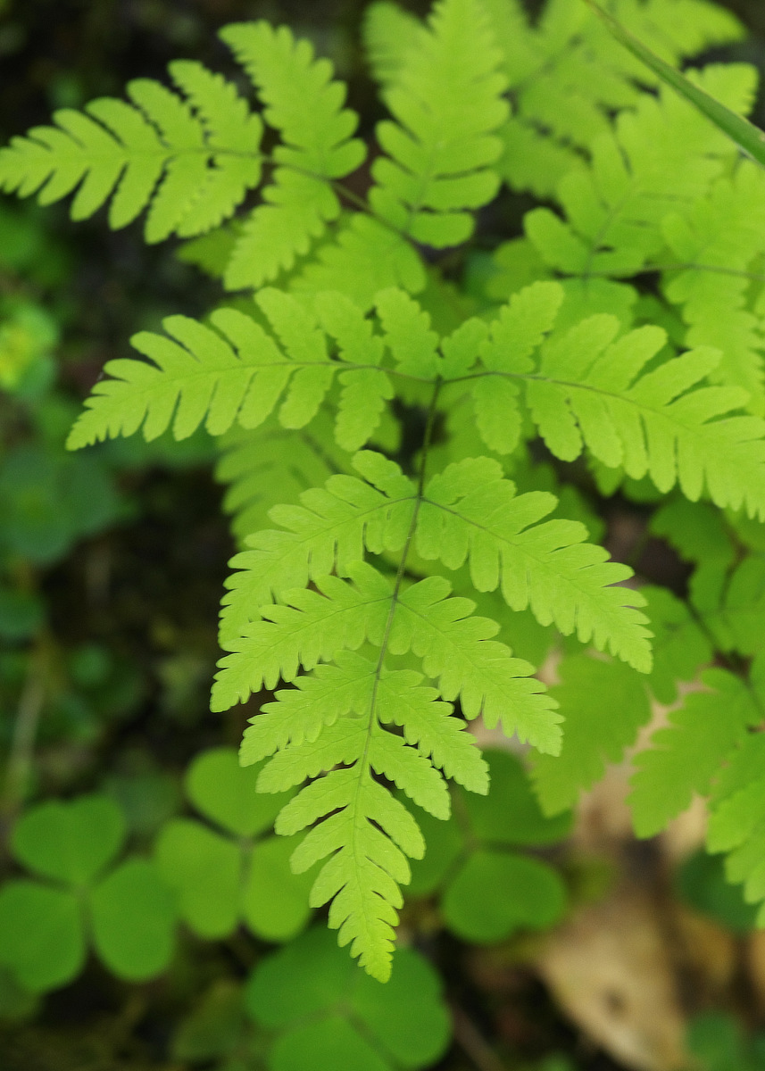 Photograph of Oak Fern