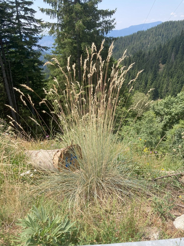 Photograph of Blue Oat Grass