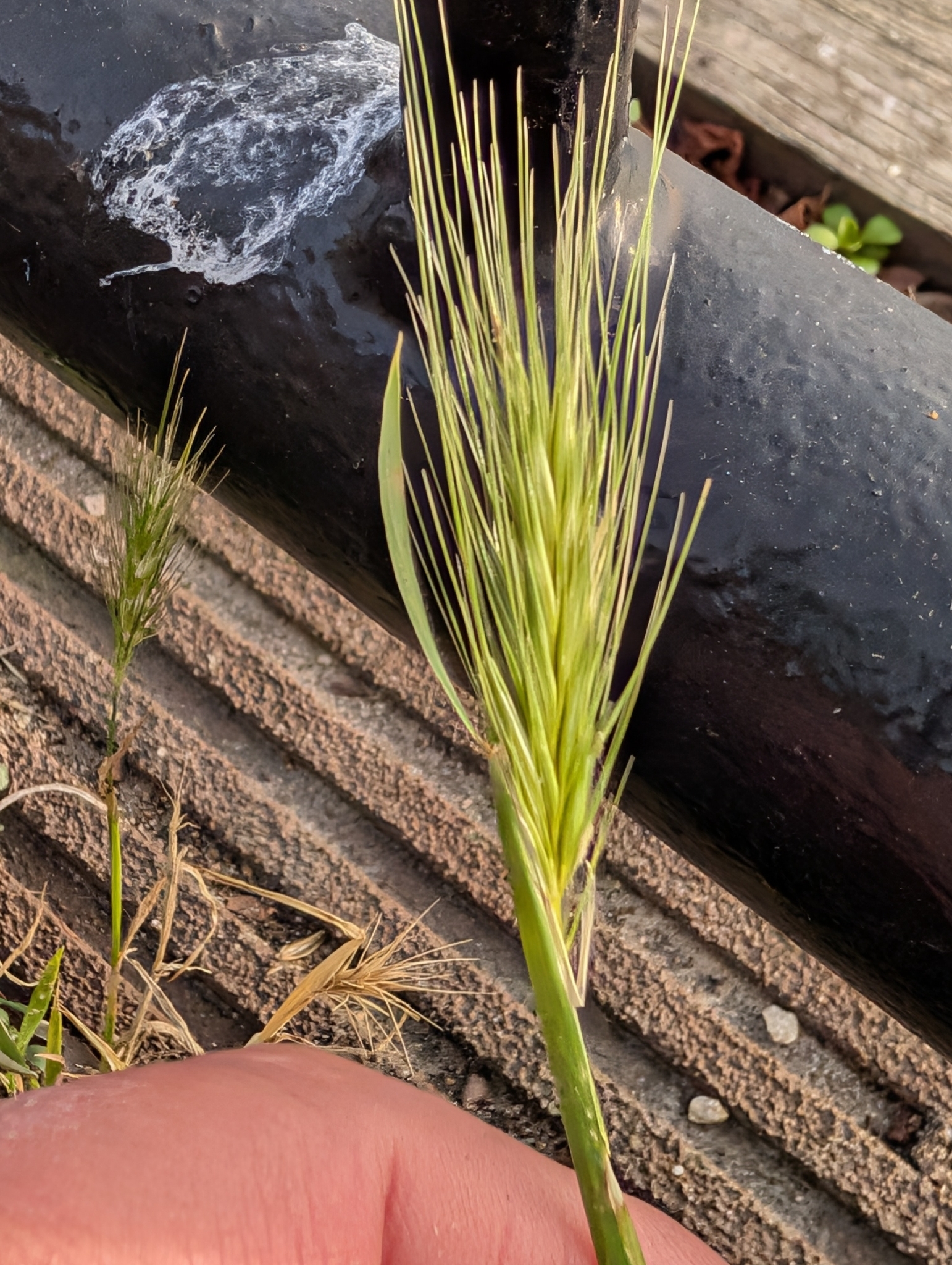 Photograph of Barley