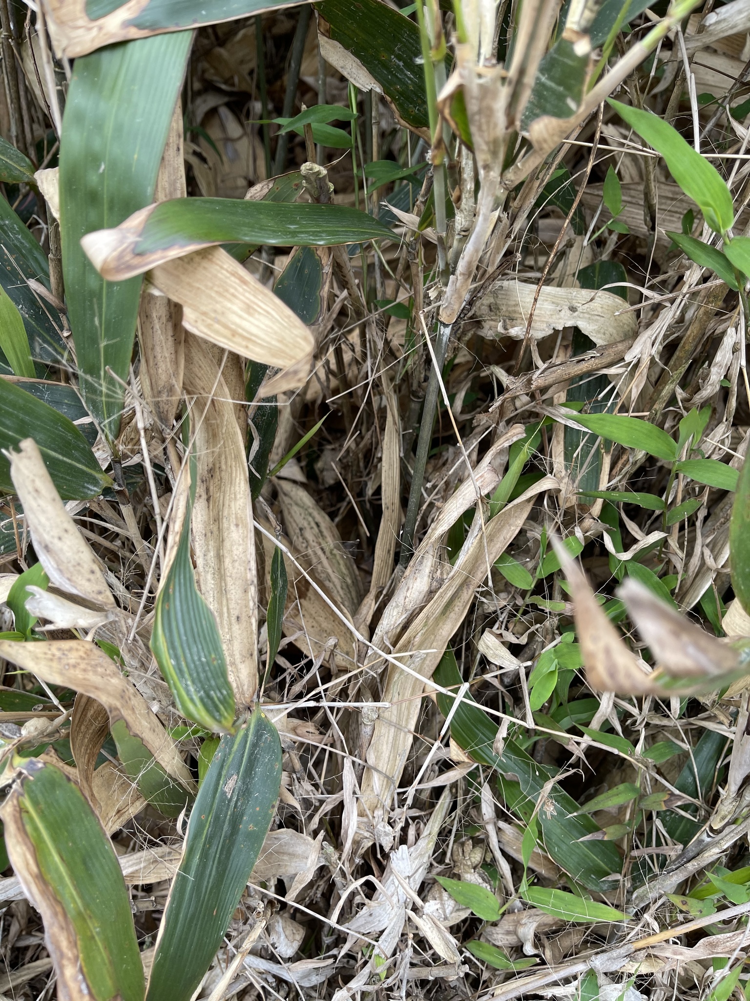 Photograph of Indocalamus
