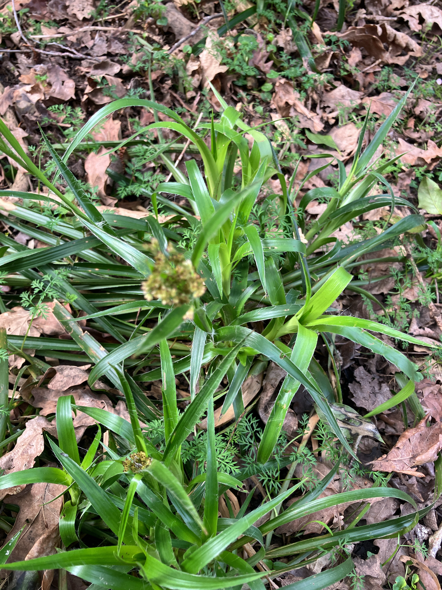 Photograph of Woodrush